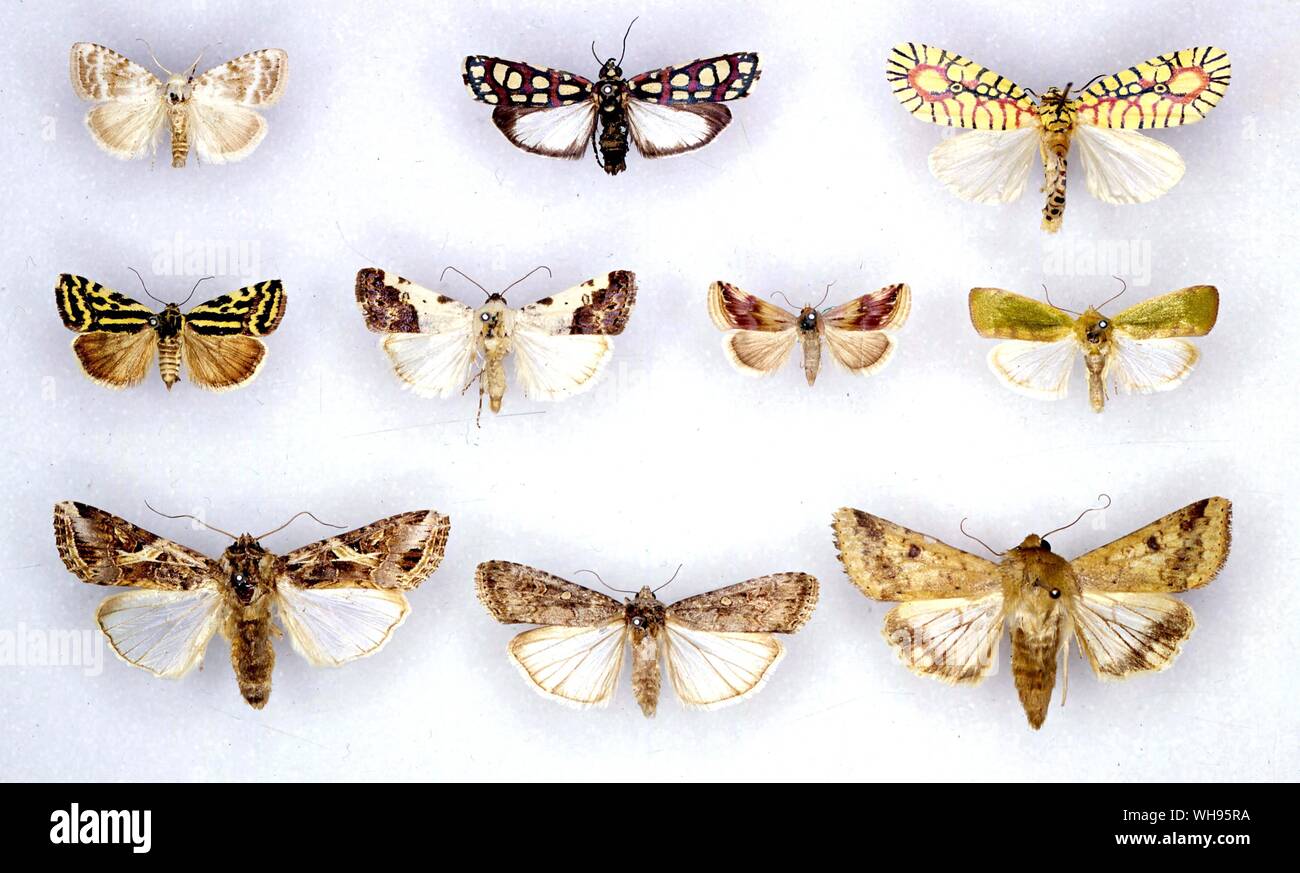 Schmetterlinge und Motten - (von links nach rechts) Nola Albula, Cydosia nobilitella, Mazuca Amoena, Emmelia trabealis, Acontia Aprica, Eublemma ostrina, Earias insulana, SPODOPTERA LITURA, Spodoptera-exigua-, Heliothis zea Stockfoto