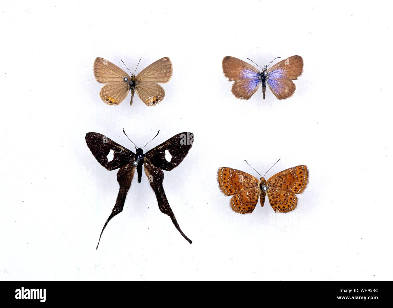 Schmetterlinge und Motten - (von links nach rechts) Freyeria trochylus, Brephidium exilis, Syrmatia dorilas, Calephelis virginiensis Stockfoto