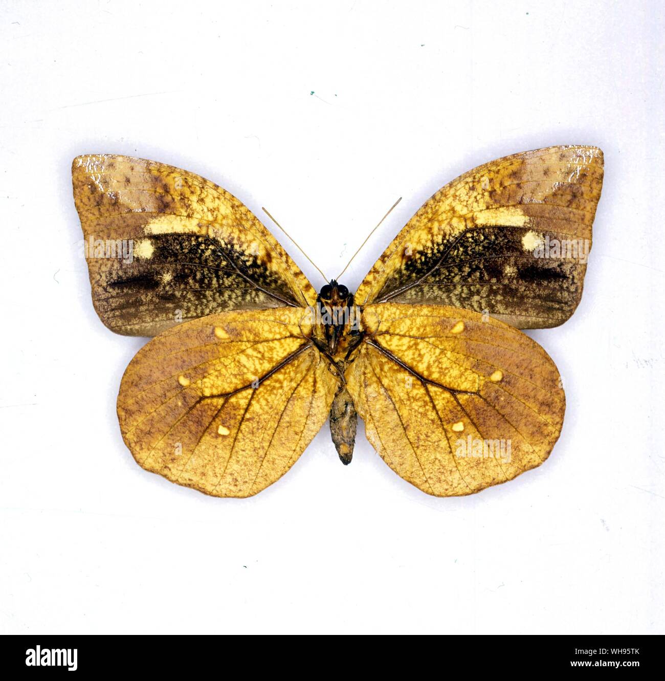 Schmetterlinge und Motten - Dynastor Napoleon (Unterseite der Flügel) Stockfoto