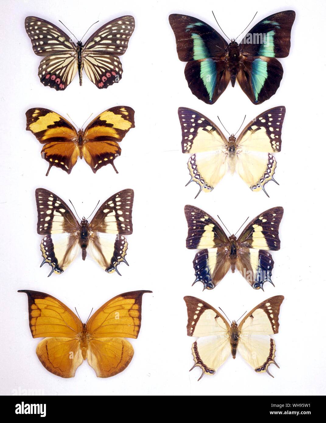Schmetterlinge und Motten - (von links nach rechts) Hestinalis Prepona assimilis, Mäander, Konsul hippona, Sephisa chandra (weiblich), Sephisa chandra (weiblich), polyura Pyrrhus, Coenophlebia Archidona, Polyura dolon Stockfoto
