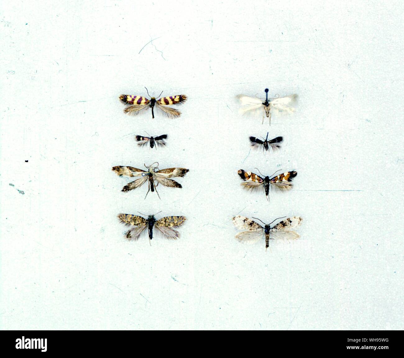 Schmetterlinge und Motten - von links nach rechts von oben - Micropterix anderschella, Opostega salaciella, Nepticula aurella, Stigmella ulmivora, Mnesarcha loxoscia, Antispila pfeifferella, Eriocrania sparmannella, Lophocorona pediasia Stockfoto