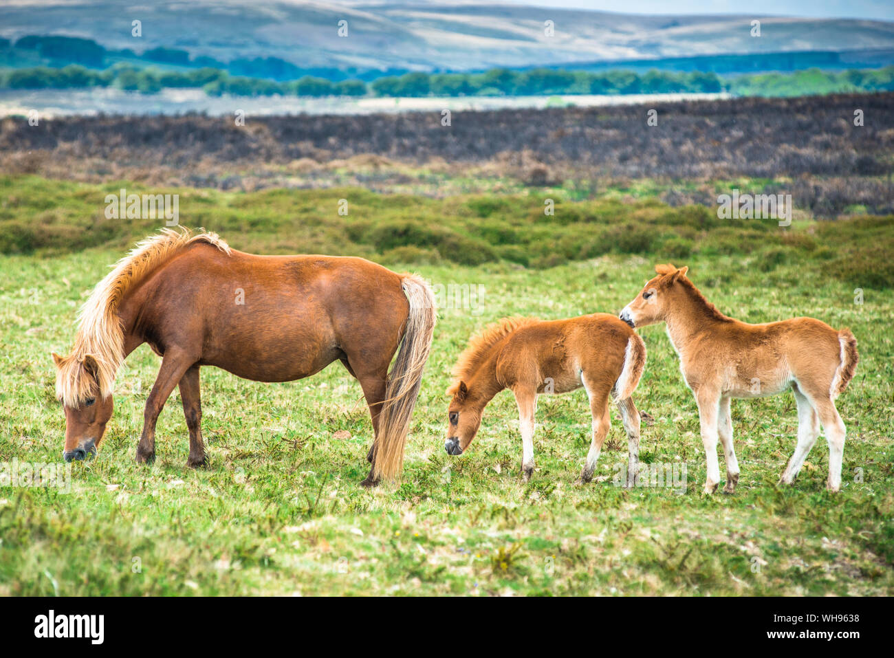 Zwei Dartmoor Pony Fohlen mit Mare in Dartmoor Nationalpark in Devon, England, Vereinigtes Königreich, Europa Stockfoto