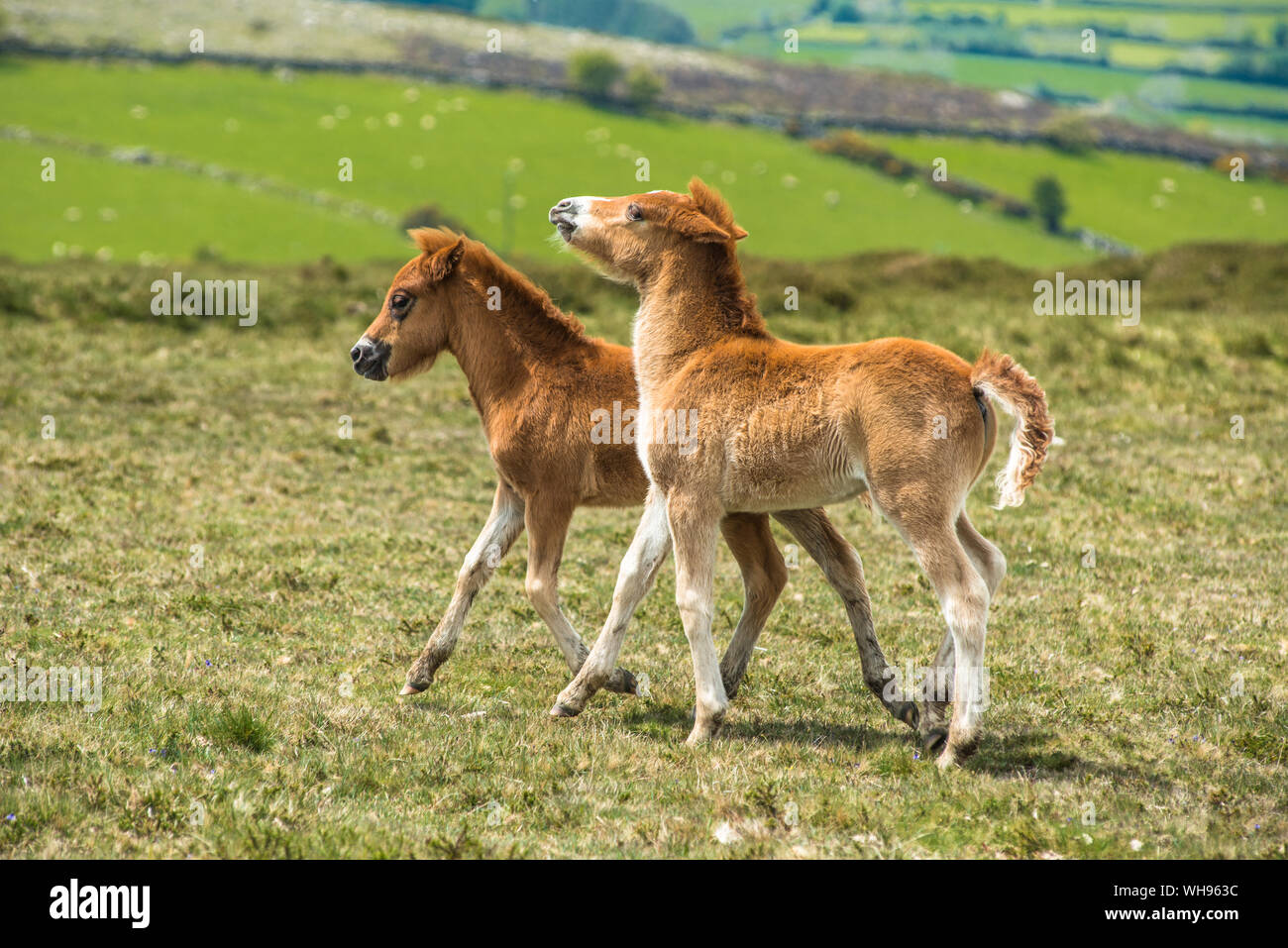 Zwei Dartmoor Pony Fohlen in Dartmoor Nationalpark in Devon, England, Vereinigtes Königreich, Europa Stockfoto