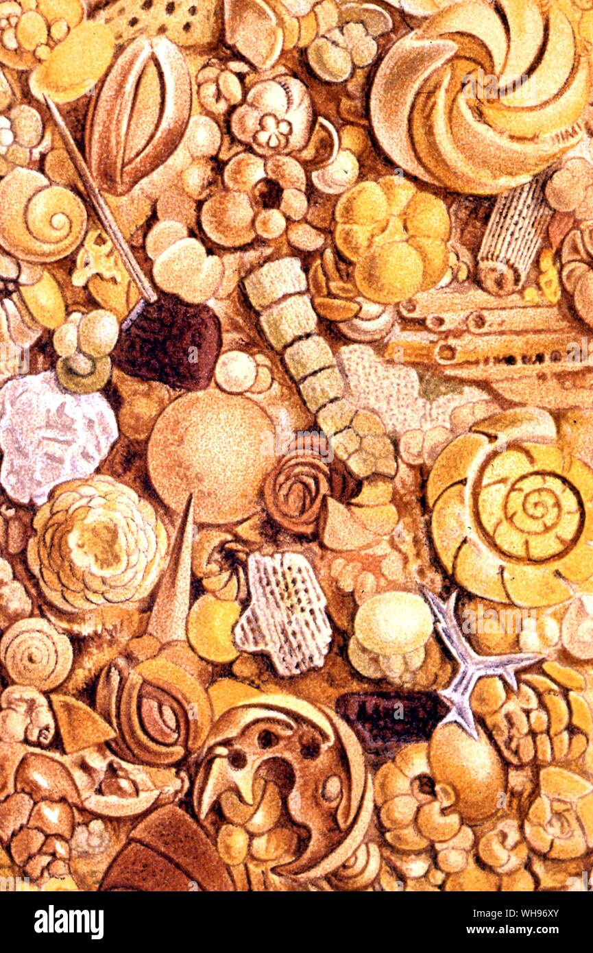 HMS Challenger Exploration. Kleine Objekte aus dem Meer Boden-/der Torres Strait gesammelt, vergrößerte 25-mal, 155 Klafter. Stockfoto