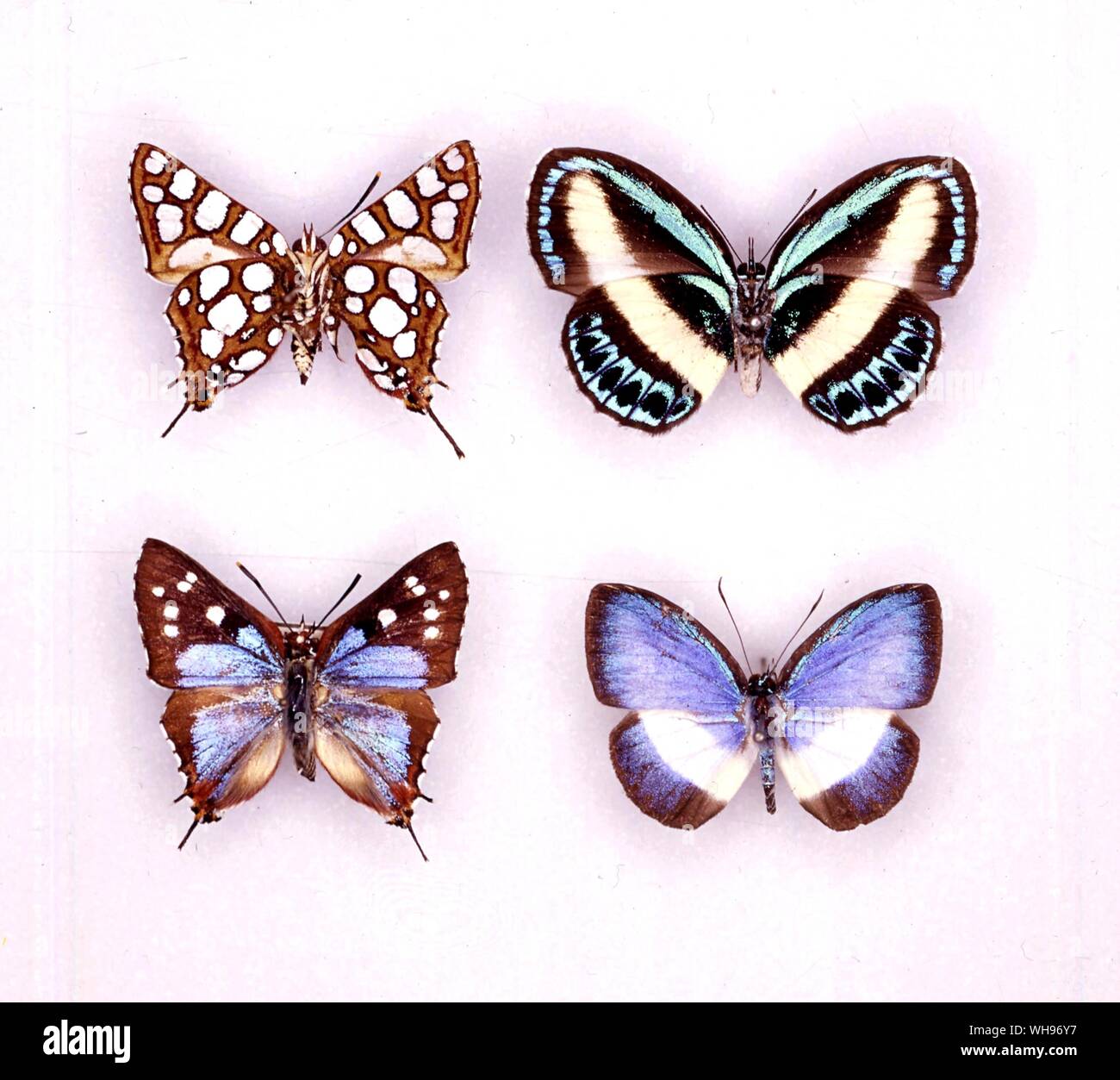 Theorema eumenia Fotos und Bildmaterial in hoher Auflösung Alamy