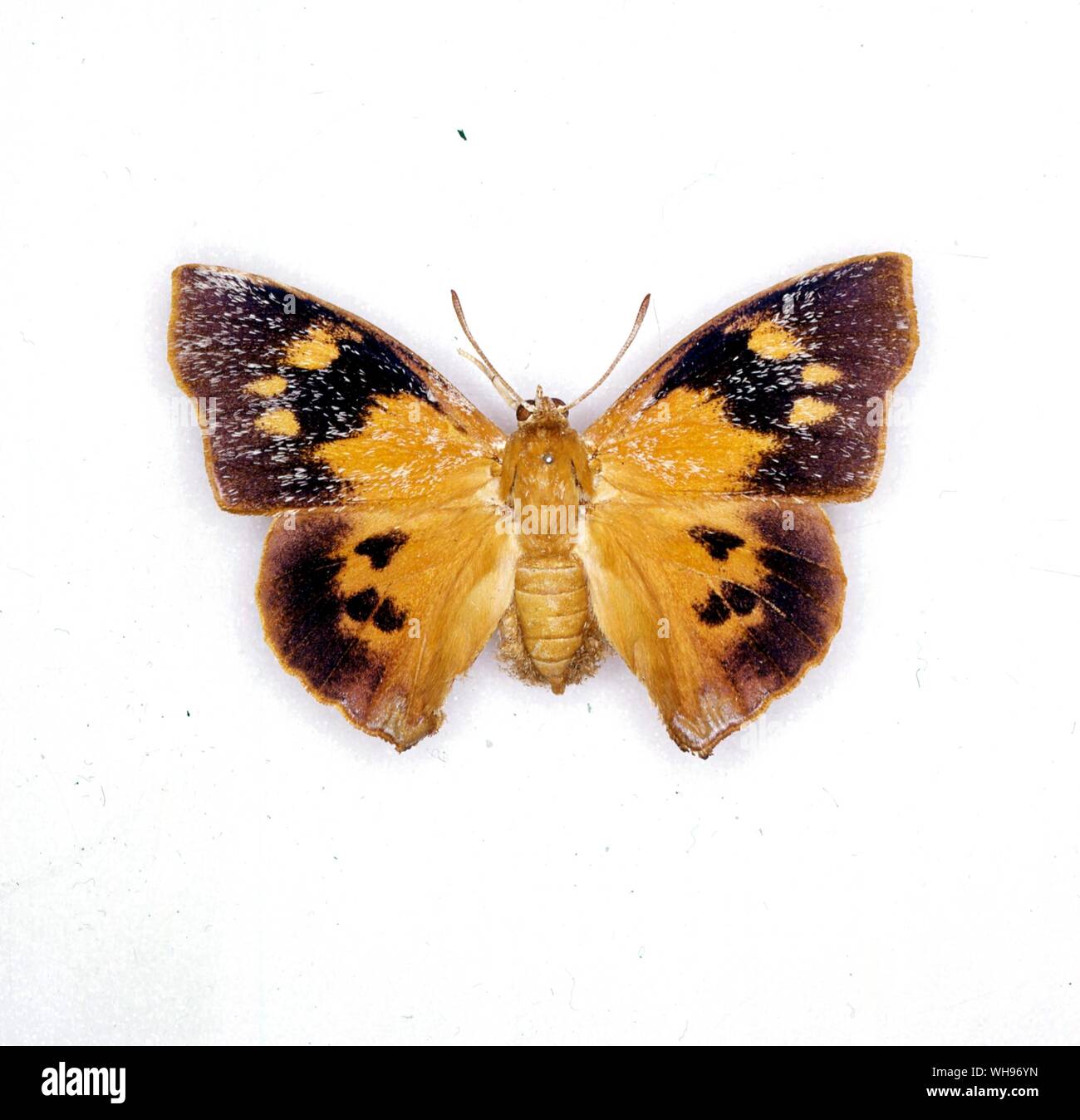 Schmetterlinge und Motten - Liphyra brassolis Stockfoto