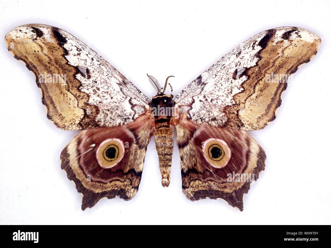 Schmetterlinge und Motten - Athleten steindachneri Stockfoto