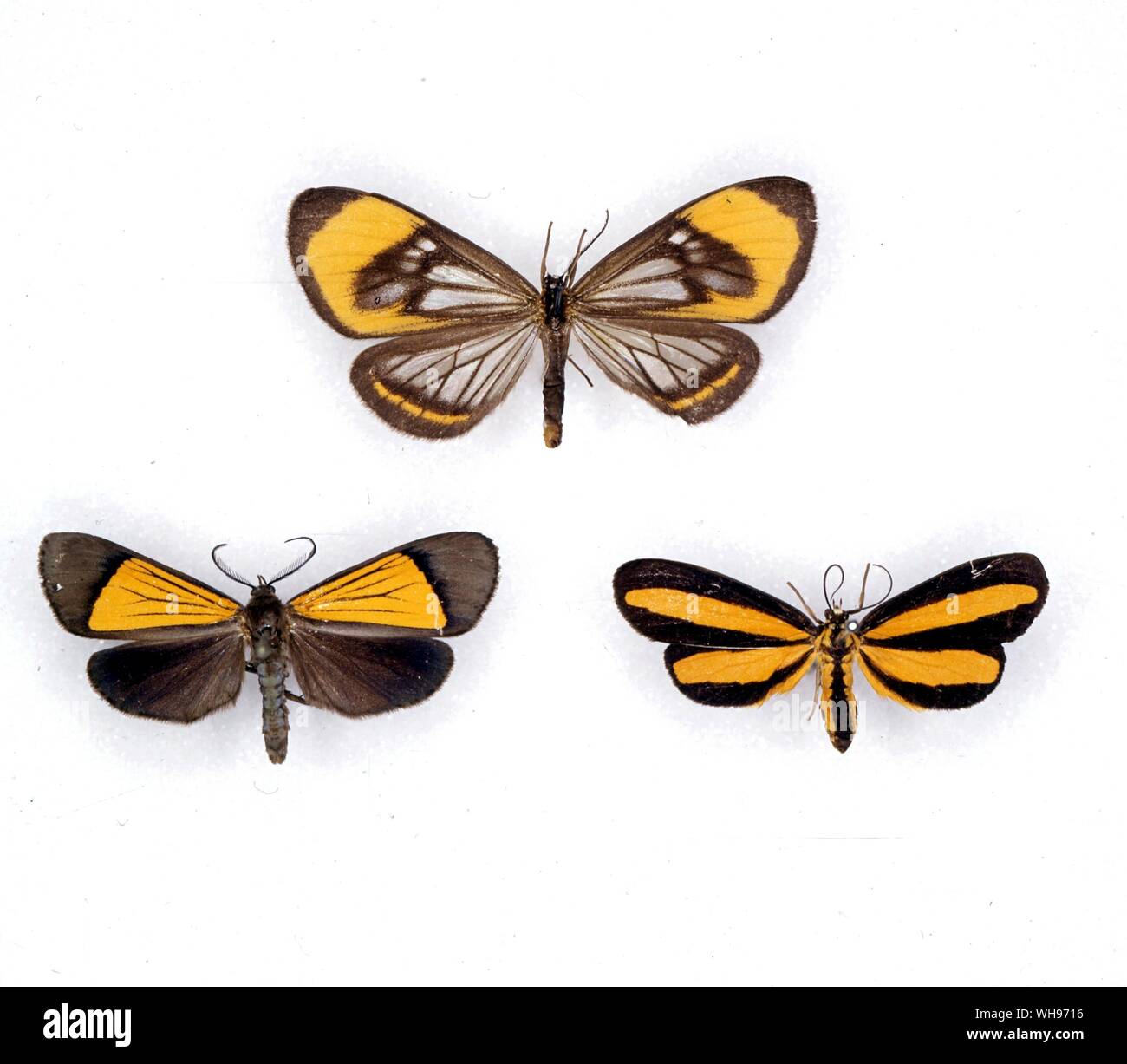 Schmetterlinge und Motten - (von links nach rechts von oben) Dioptis egla, Scea, Josia lativitta steinbachi Stockfoto