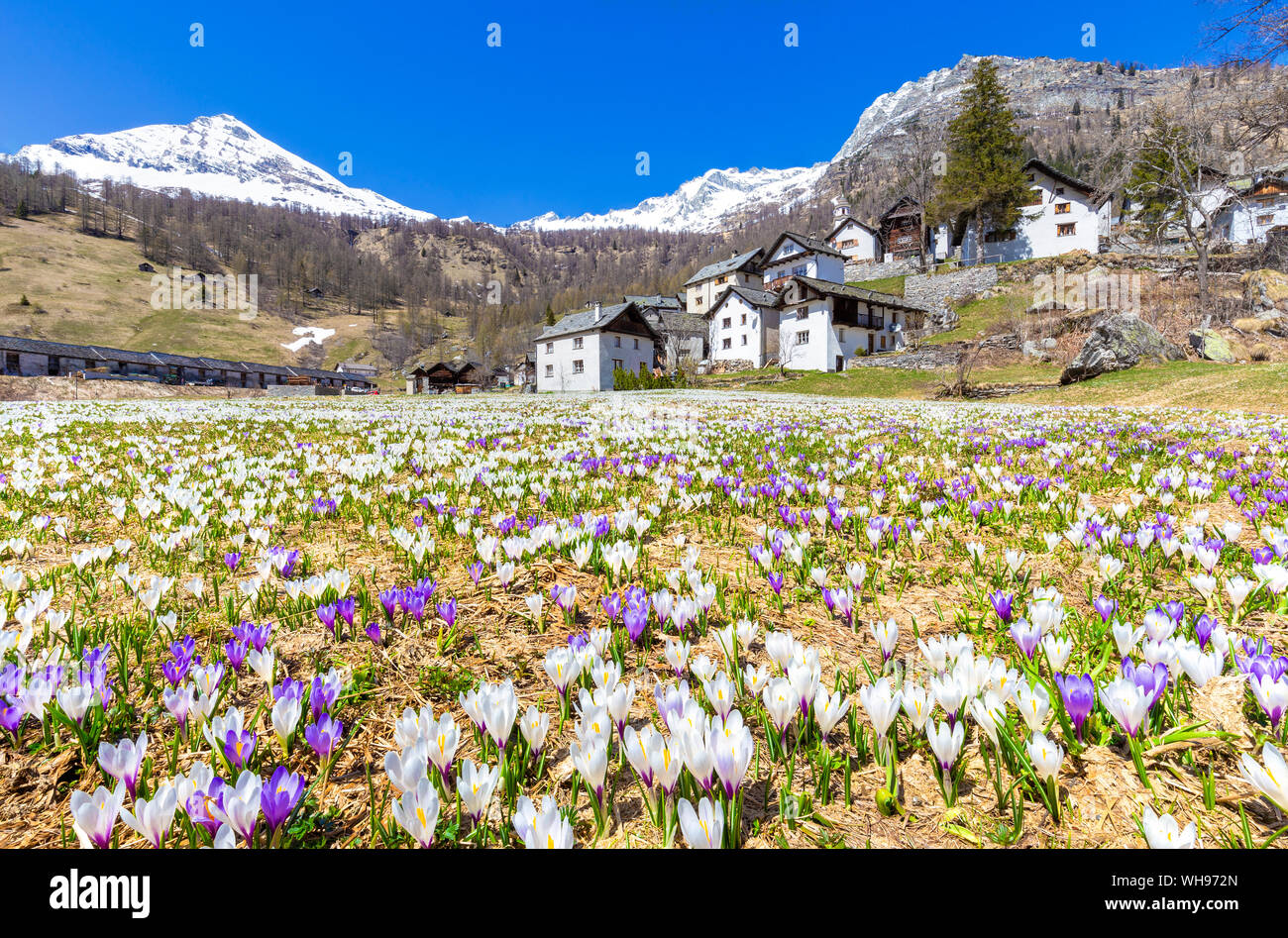 Die Blütezeit von Crocus nivea in Bosco Gurin, Vallemaggia, Kanton Tessin, Schweiz, Europa Stockfoto