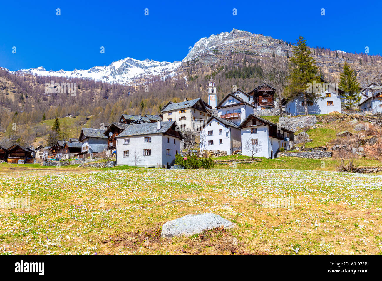 Frühling im Dorf Bosco Gurin, Vallemaggia, Kanton Tessin, Schweiz, Europa Stockfoto