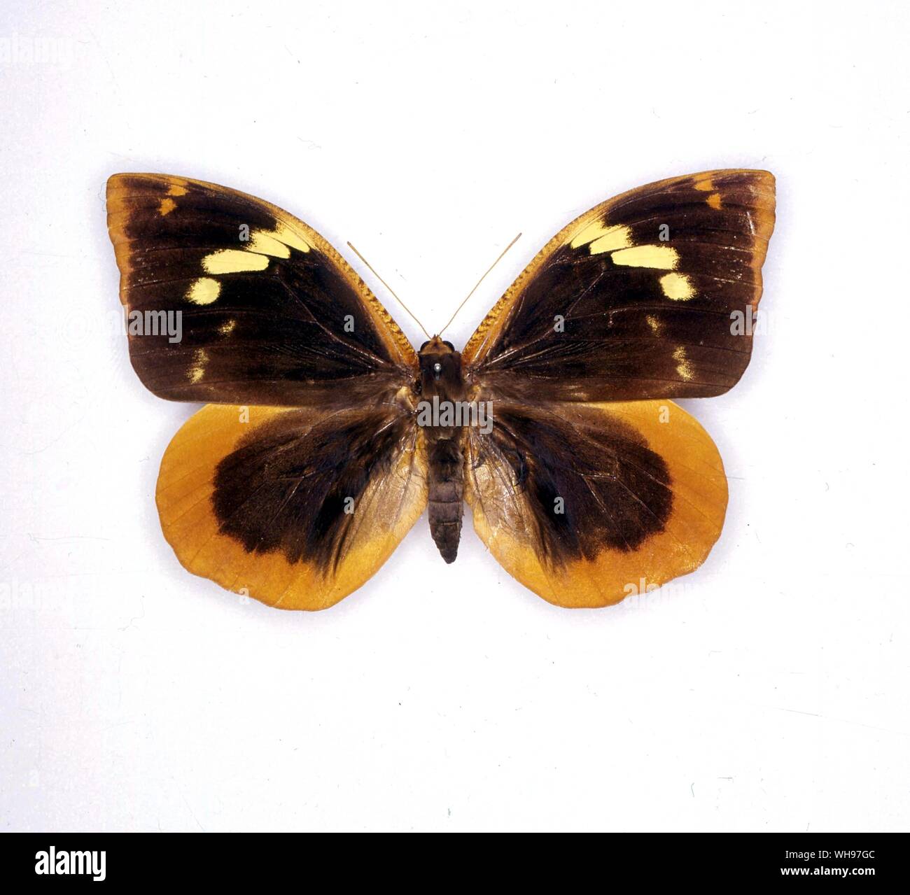 Schmetterlinge und Motten - Dynastor Napoleon Stockfoto