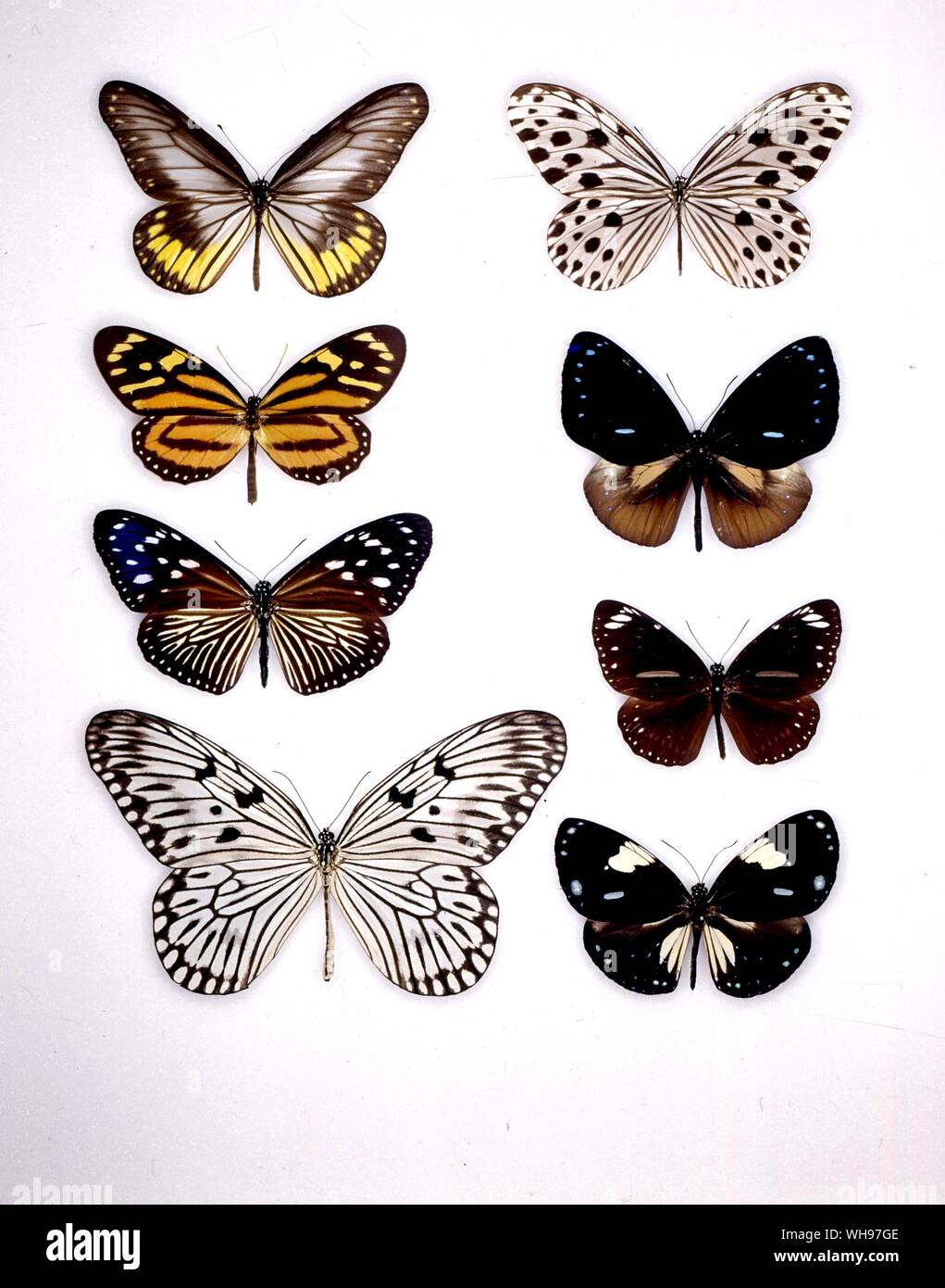 Schmetterlinge und Motten - (von links nach rechts) Ideopsis Ideopsis vitrea, Daos, lycorea Ceres, Euploea leucostictos, Mulciber, Euploea core Euploea kalauna, Idee Idee, Euploea diocletiana Stockfoto