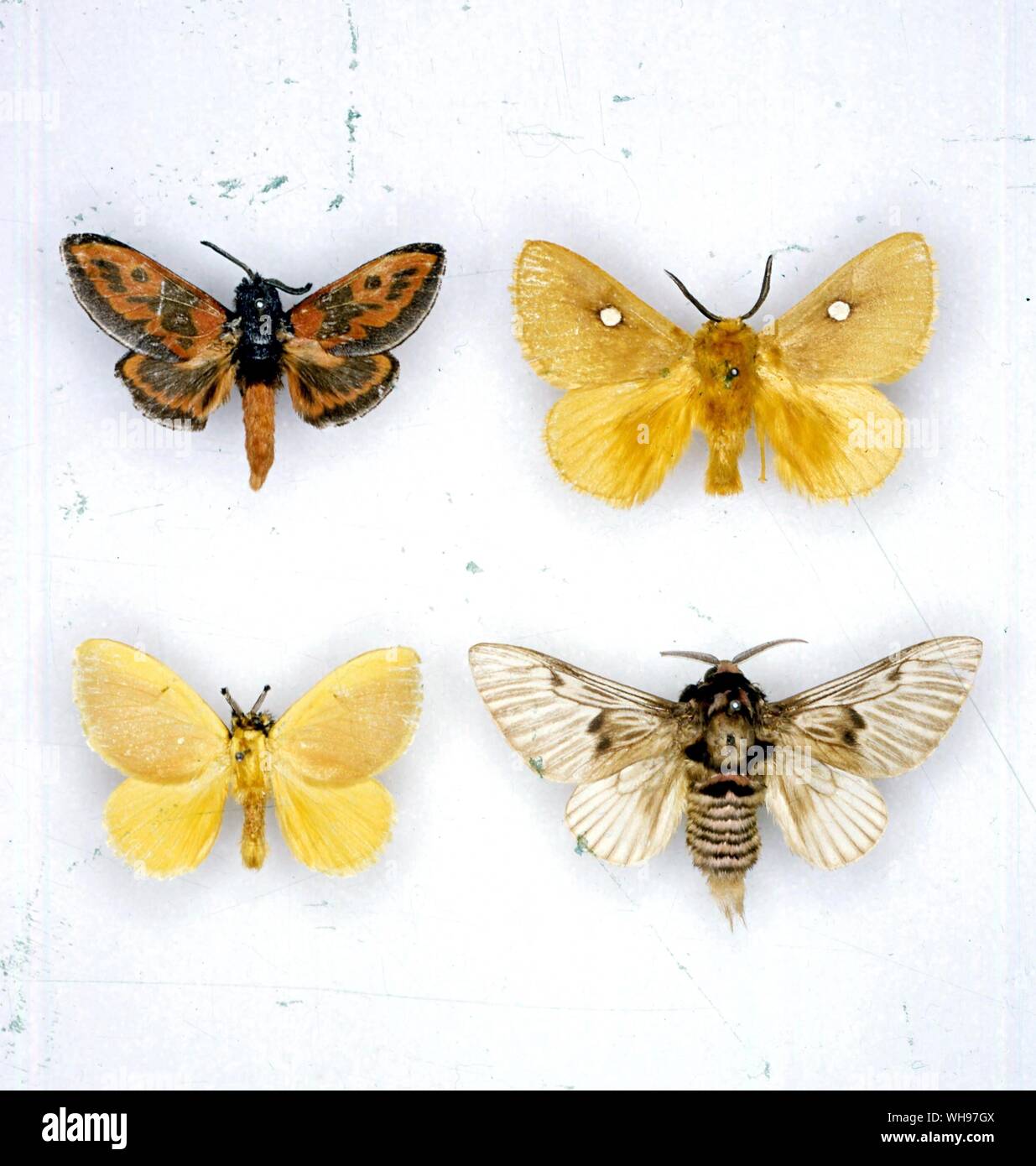 Schmetterlinge und Motten - zu Recht - Trosia bicolor Links, Chrysopoloma Imilis, Dalcera abrasa, Megalopyge lanata, Zygaena occitanica Stockfoto