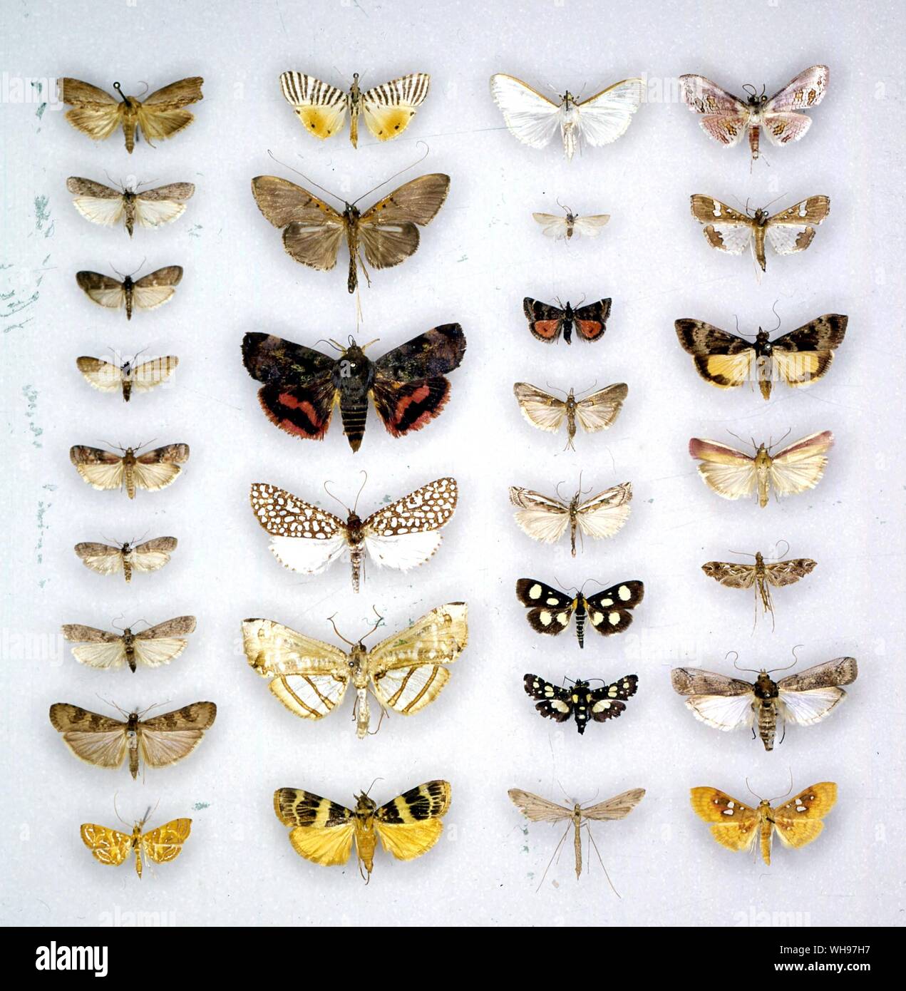 Schmetterlinge und Motten - (erste Zeile von oben nach unten) Galleria melonella, Palpita unionalis, Apomyelois bistriatella, Plodia interpunctella, Ephestia elutella Pampelia Formosa, Ephistia kuehniella, Nomophila noctuella, Aulacodes splendens - (zweite Reihe von oben nach unten) Dichocrocis zebralis, Filodes fulvidorsalis, Hyblaea sanguinea, Rhodoneura limatula, Herdonia osacesalis, Stericta flammealis - (dritte Zeile von oben nach unten) Palpita unionalis, Filodes fulvidorsalis, Pyrausta daphalis, Etiella zinckenella, Crambus occidentalis, Anania Coi, Thyris bennetii lugubralis, Agdistis, (vierte Zeile oben Stockfoto