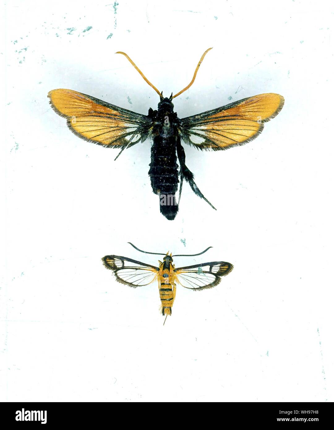 Schmetterlinge und Motten - Alcathoe autumnalis und Conopia chrysophanes Stockfoto