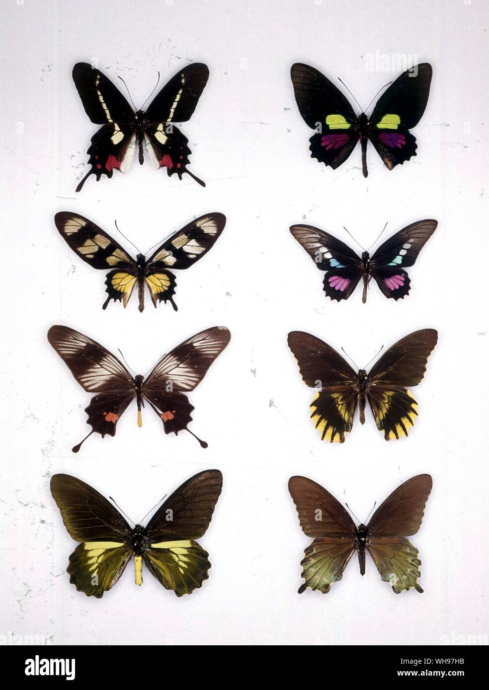 Schmetterlinge und Motten - (von oben nach unten links) Parides Parides ascanius, Aeneas, Parides hahneli, Parides Parides zacynthus, Neptunus, Battus streckerianus, battus Battus philenor laodamas, Stockfoto