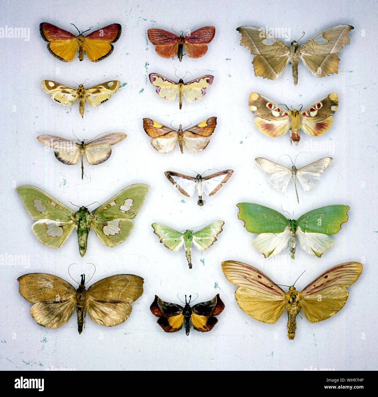 Schmetterlinge und Motten - (erste Zeile von oben nach unten) Sindris magnifica, Daulia, aurantialis Dracaenura stenosoma, Siga Oreon, Ramphidium gigantalis - (zweite Reihe von oben nach unten) Arctioblepis rubida, Cadarema sinuata, Orybina flaviplaga, Diaphania superalis, Parotis penicillana laceritalis, E-la-(dritte Zeile von oben nach unten) Midila quadrifenestrata, Hypsidia erythropsalis, Neadeloides cinerealis, Plagerepne torquata, Äthopien roseilinea Stockfoto