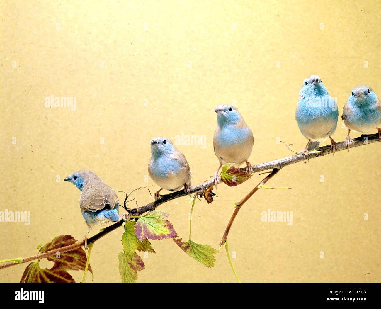 Fünf Blau-breasted Waxbills Stockfoto
