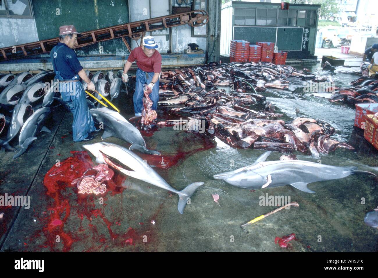 Delphine euphrosynes oder Blau Weiß sind für ihre Fleisch getötet Stockfoto