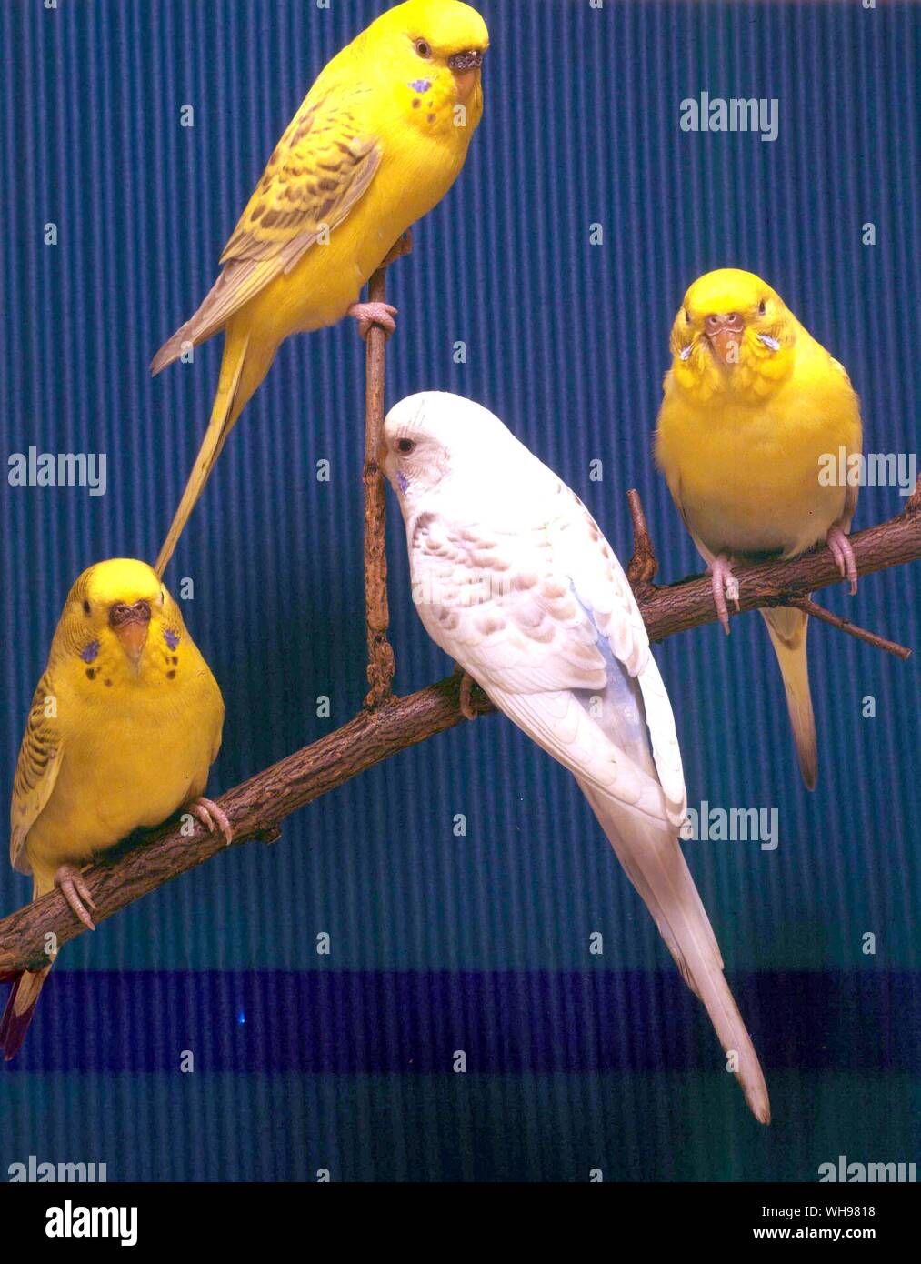 Top, Brache Opalglas Olivgrün Henne. von unten, von der Rechten und der Brache klar Links flighted Dunkelgrün Henne, Brache rezessiv Pied skyblau Henne, Brache Olivgrün Henne Stockfoto
