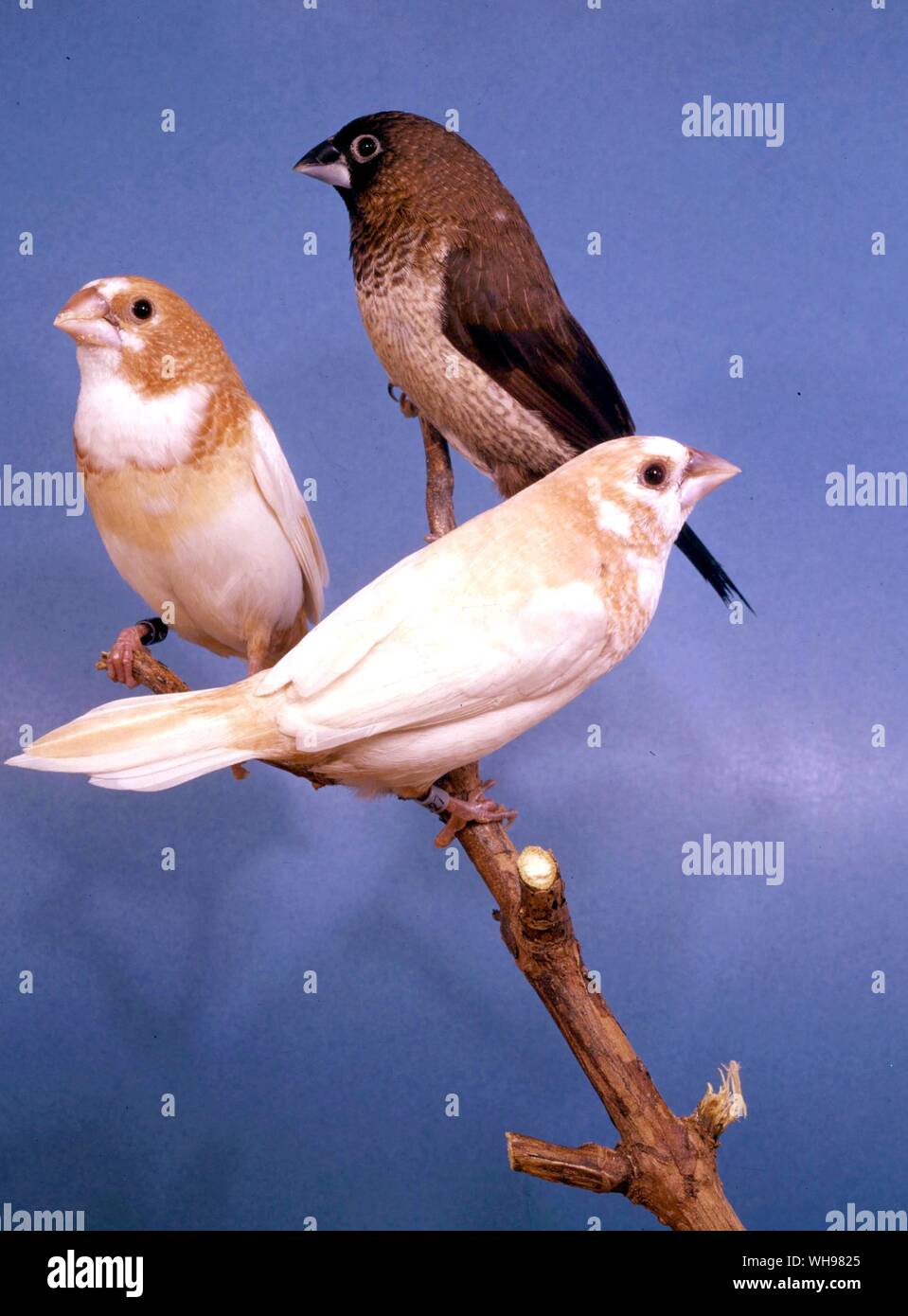 Top, selbst Schokolade Bengalische. links, Fawn und weißen Bengalischen. Rechts, Verdünnen, Fawn und weißen Bengalischen Stockfoto