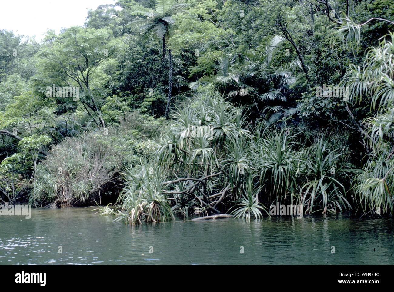 Mangrovenwald am Flachkopfkatze eine der südlichsten semi tropischen Ryukyu Inseln Stockfoto