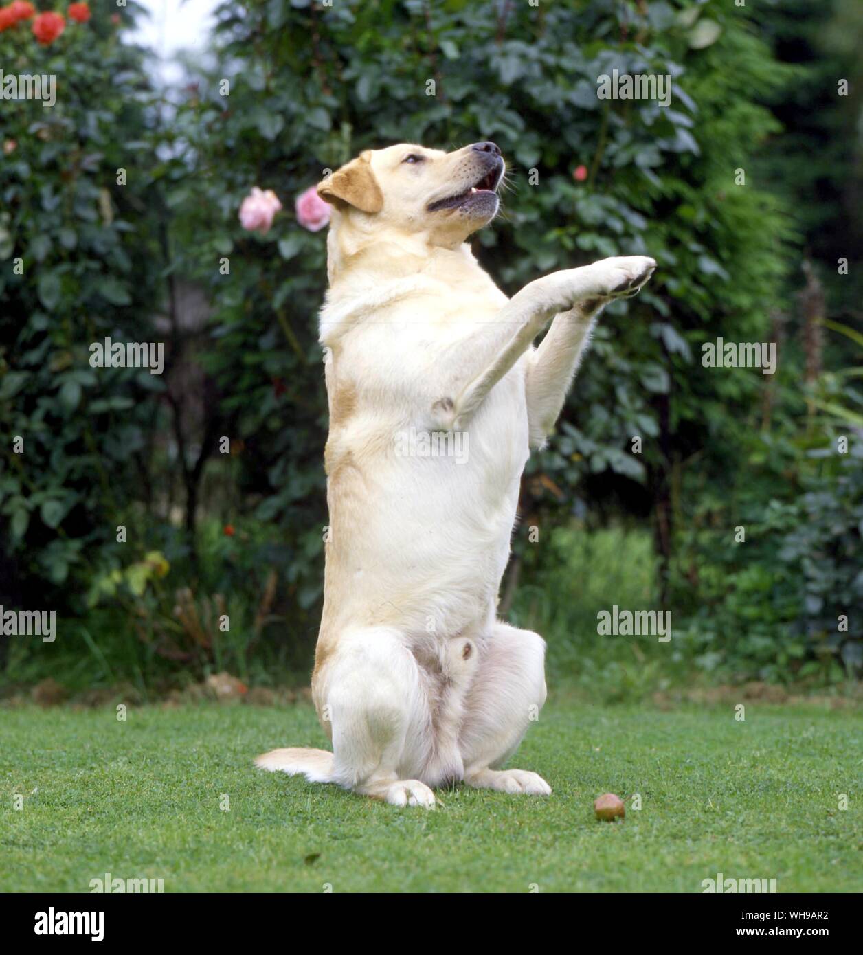 Golden Labrador Betteln Stockfoto