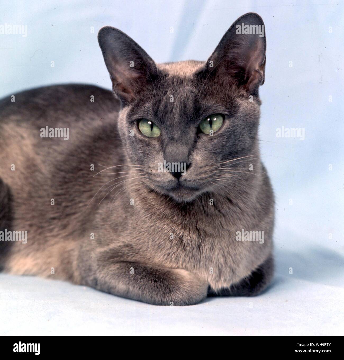 Blue Burmese Cat Stockfoto