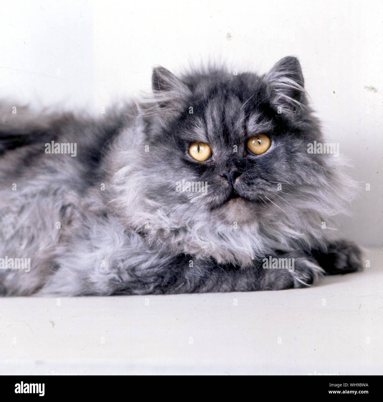 Langhaarige Silber Katze Stockfoto