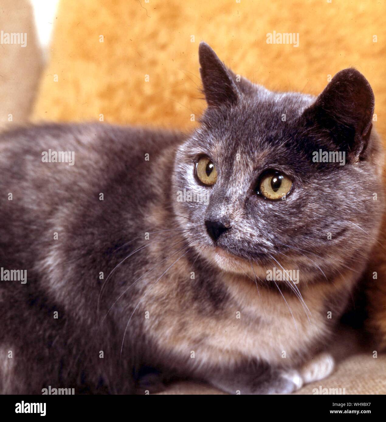 Kurze Haare blau Creme Katze Stockfoto