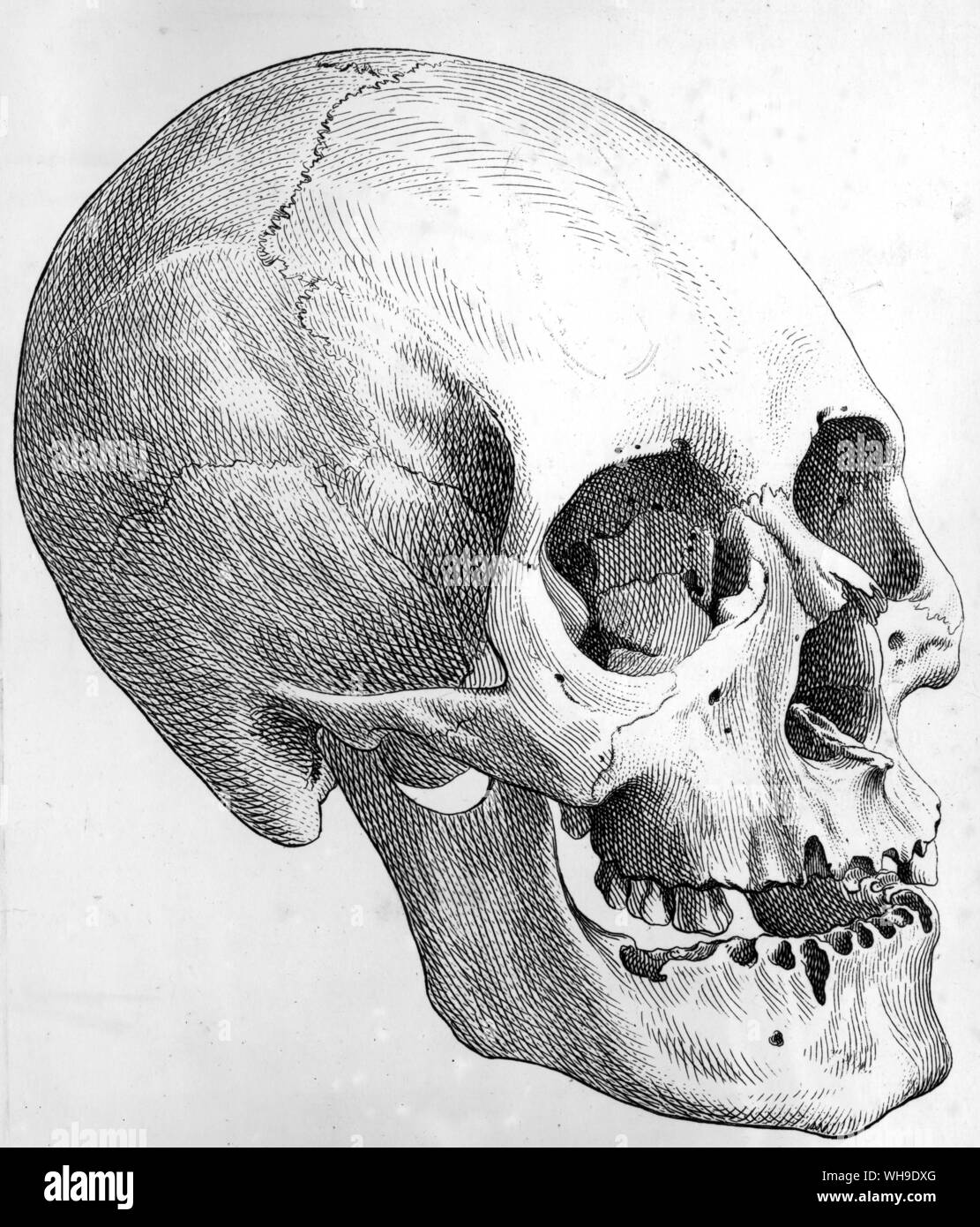 Schädel eines ausgestorbenen Atures indischen. Humboldt nahm den Schädel von der Beerdigung Höhle von Ataruipe und später J. F. Blumenbach gemacht diese Gravur für seine Pionierarbeit auf Menschliche körperliche Typen Stockfoto
