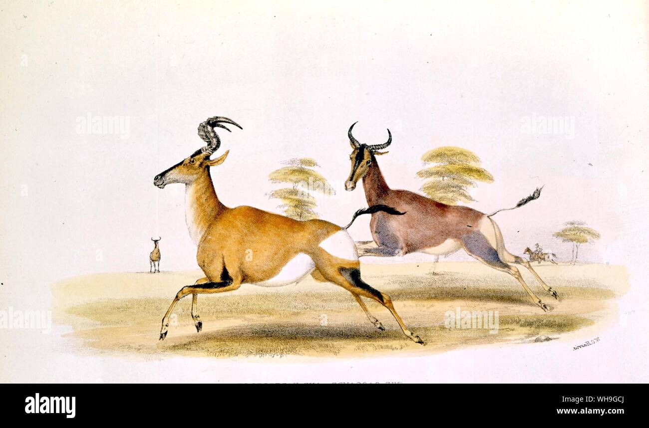Die sassaby und Hartebeest Südafrika von W Cornwallis Harris 1841 Stockfoto