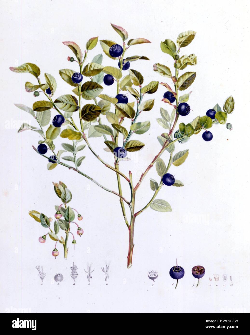 Blue Berry Stockfoto