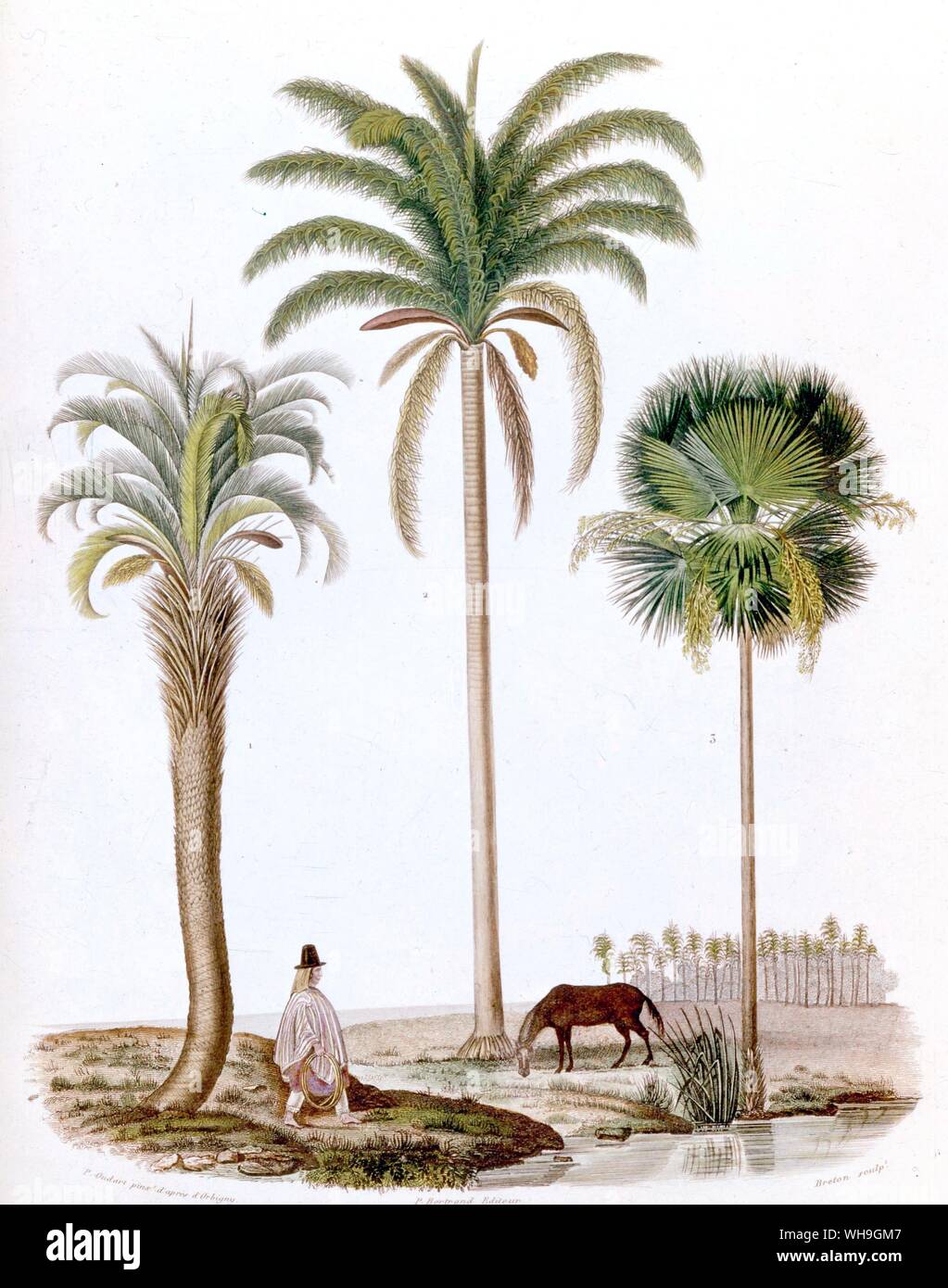 Drei Arten von argentinischen Palmen, Cocos Yatai, Cocos Australis und Copernica Cerifera Stockfoto