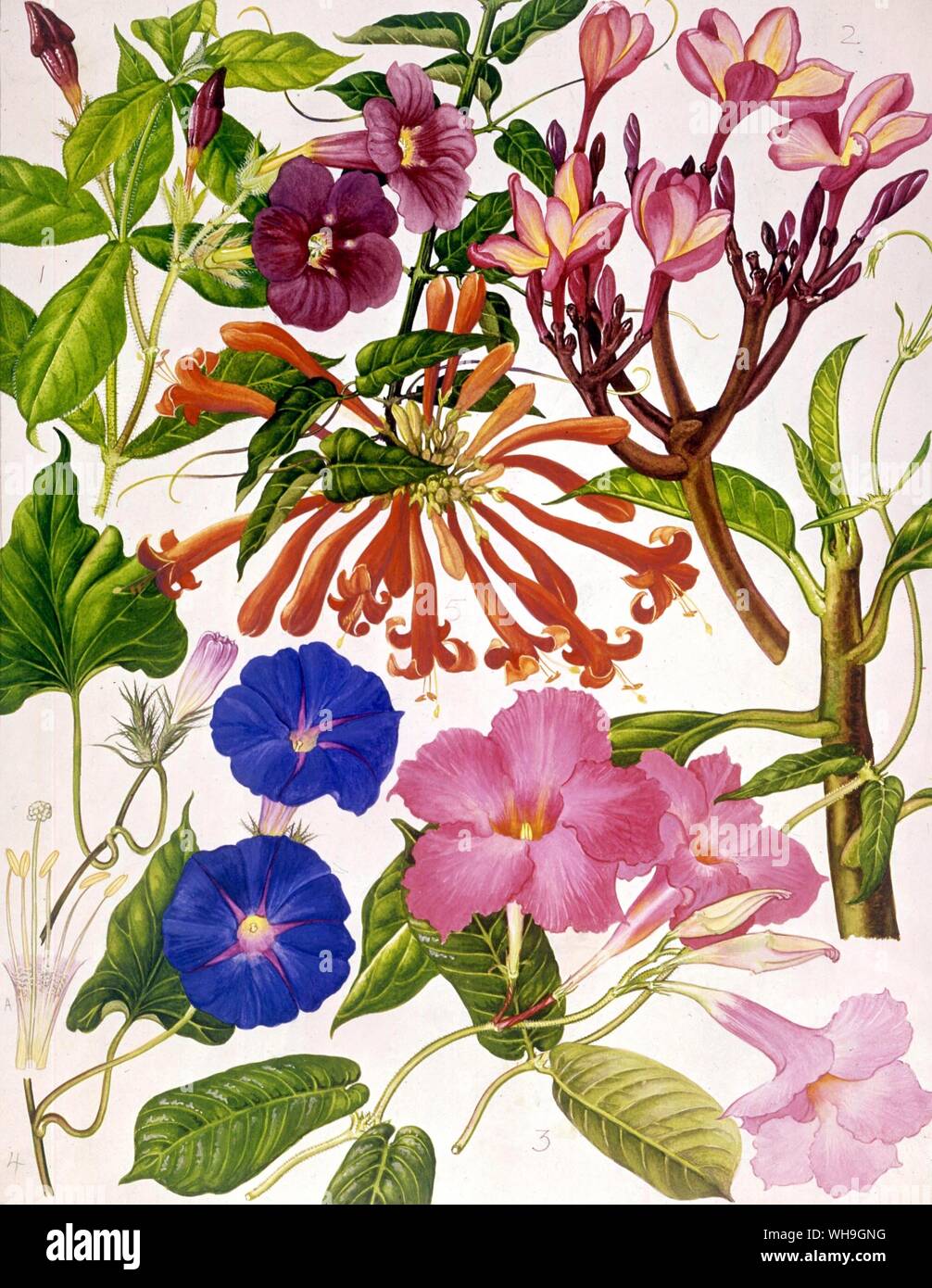 Wilde Blumen gezeichnet von Barbara Everard Allemanda Violacea, Plumeria Rubra, Mandevilla Splendens, Pyrostegia Venusta, Ipomaea Learii Stockfoto