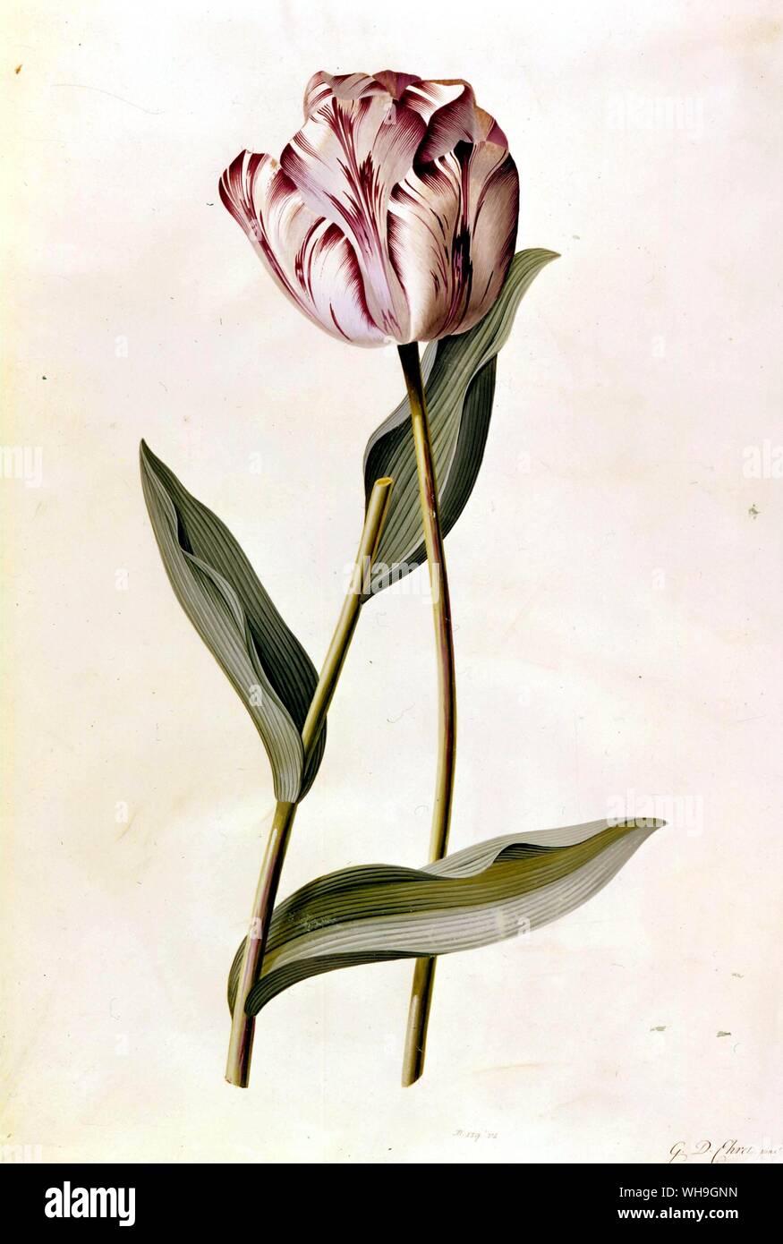 Lila gestreifte Tulip 1744 Stockfoto
