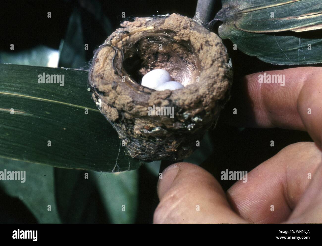 Nest und Eier von Gabel Schwanz Woodnymph Stockfoto