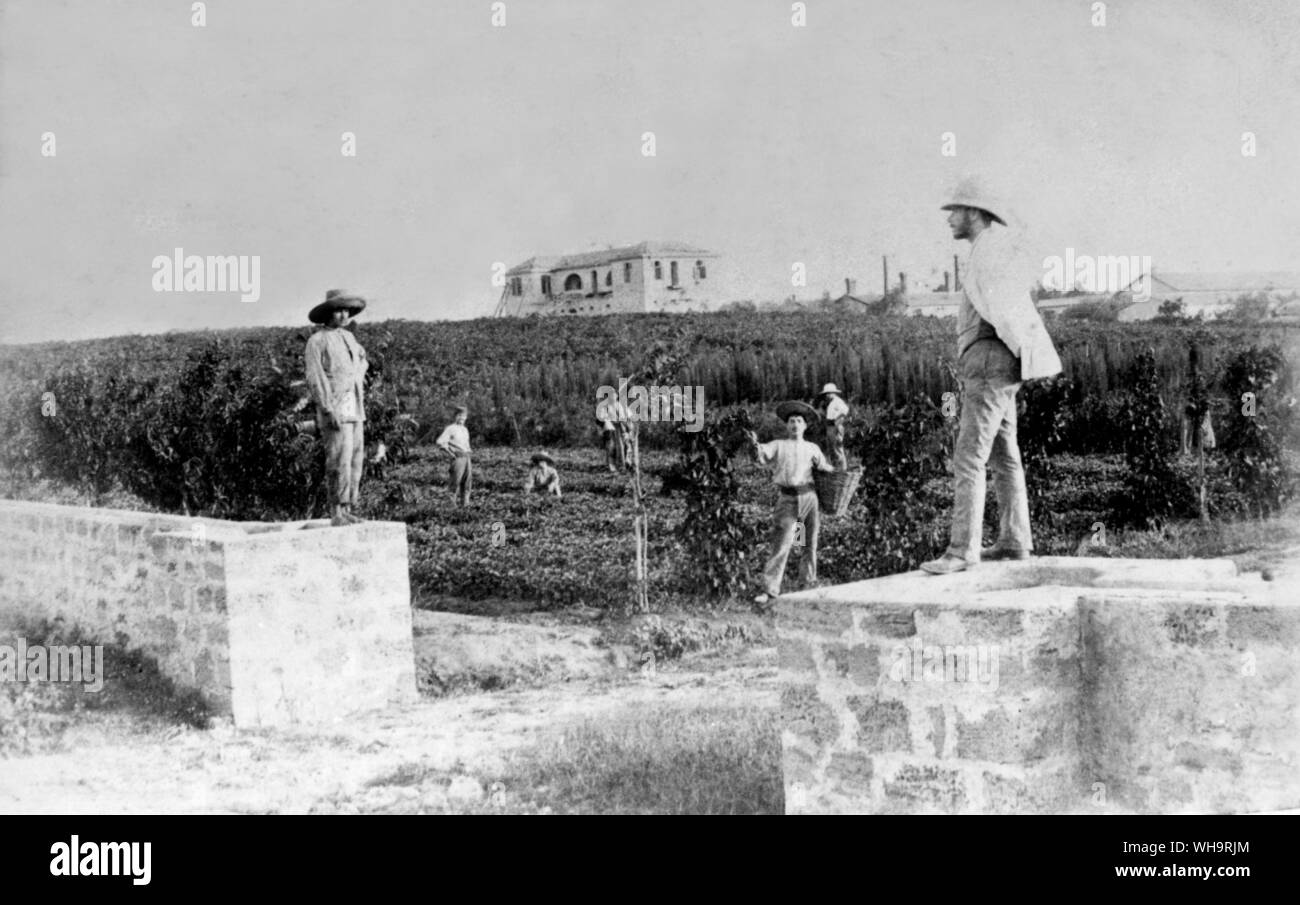 Direktor Niego Übersichten orange Pflanzen im Jahr 1895. Mikwe, Poste Holon, Israel. Stockfoto