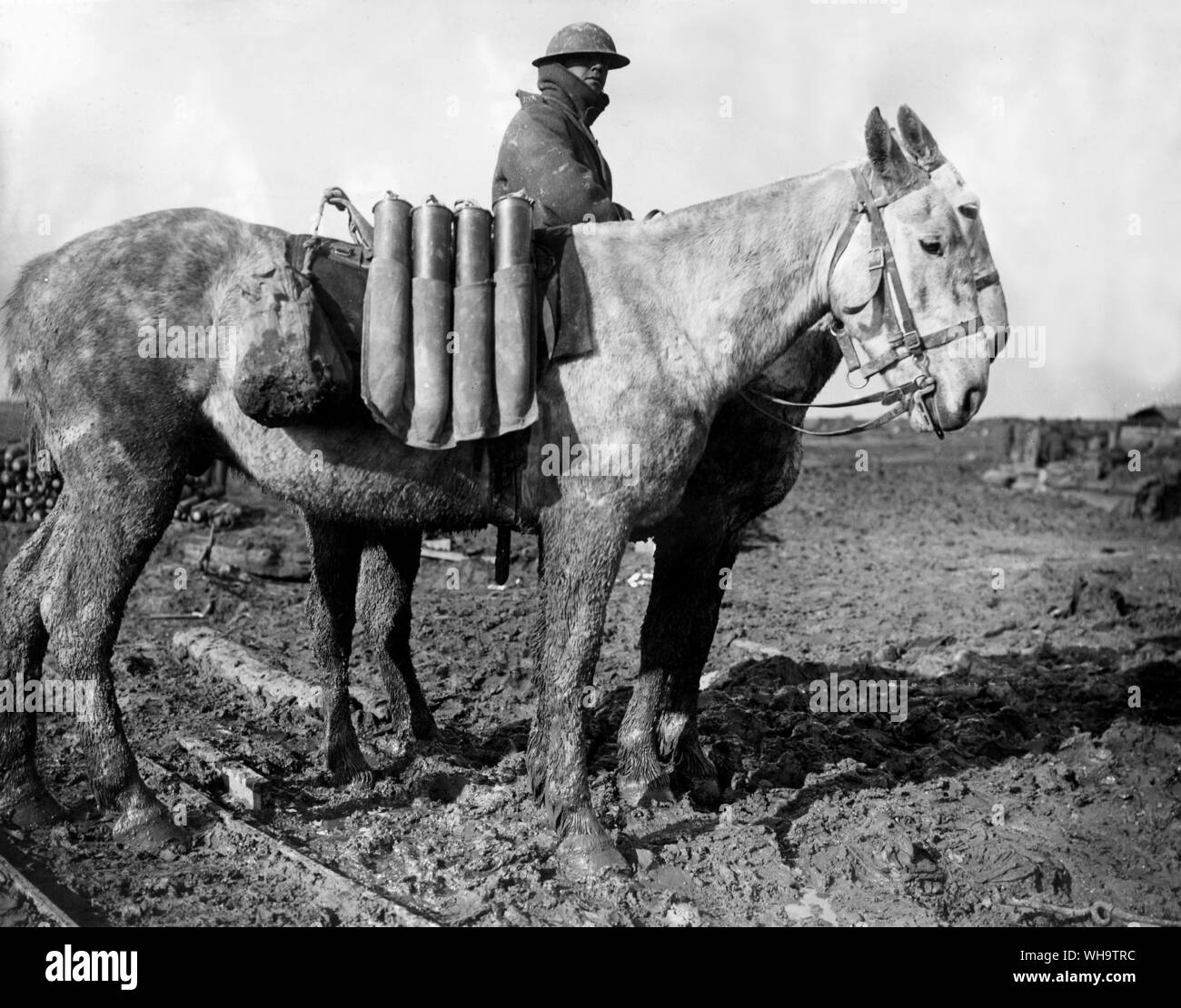 WW1/Frankreich: Field gun Munition in Leinwand Luftfahrtunternehmen auf Maultiere auf schlammigen Land. Guillemont, Oktober 1916. Stockfoto