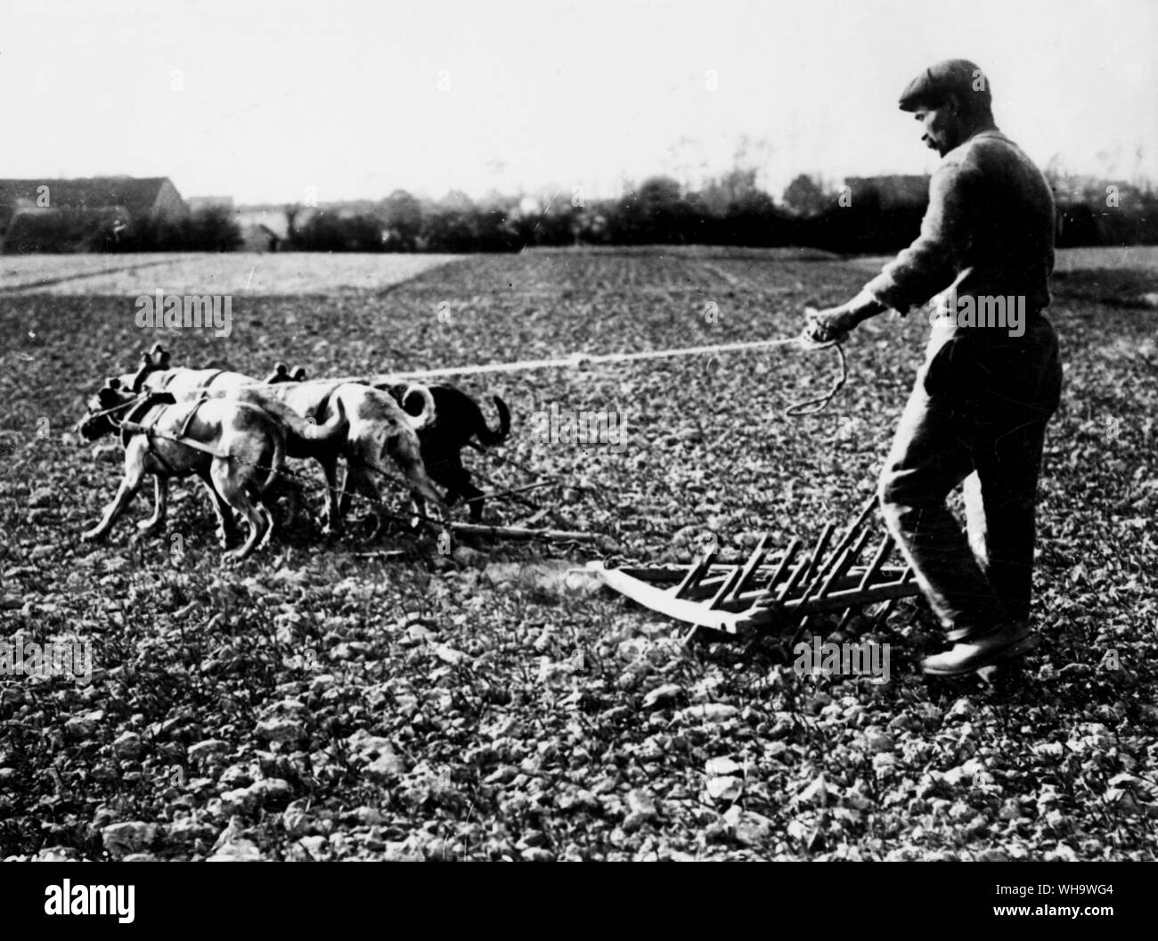 WW1: Team von arbeitshunde Zeichnung eine Egge auf einem Bauernhof in der Nähe von Reninghelst, April 1916. Stockfoto