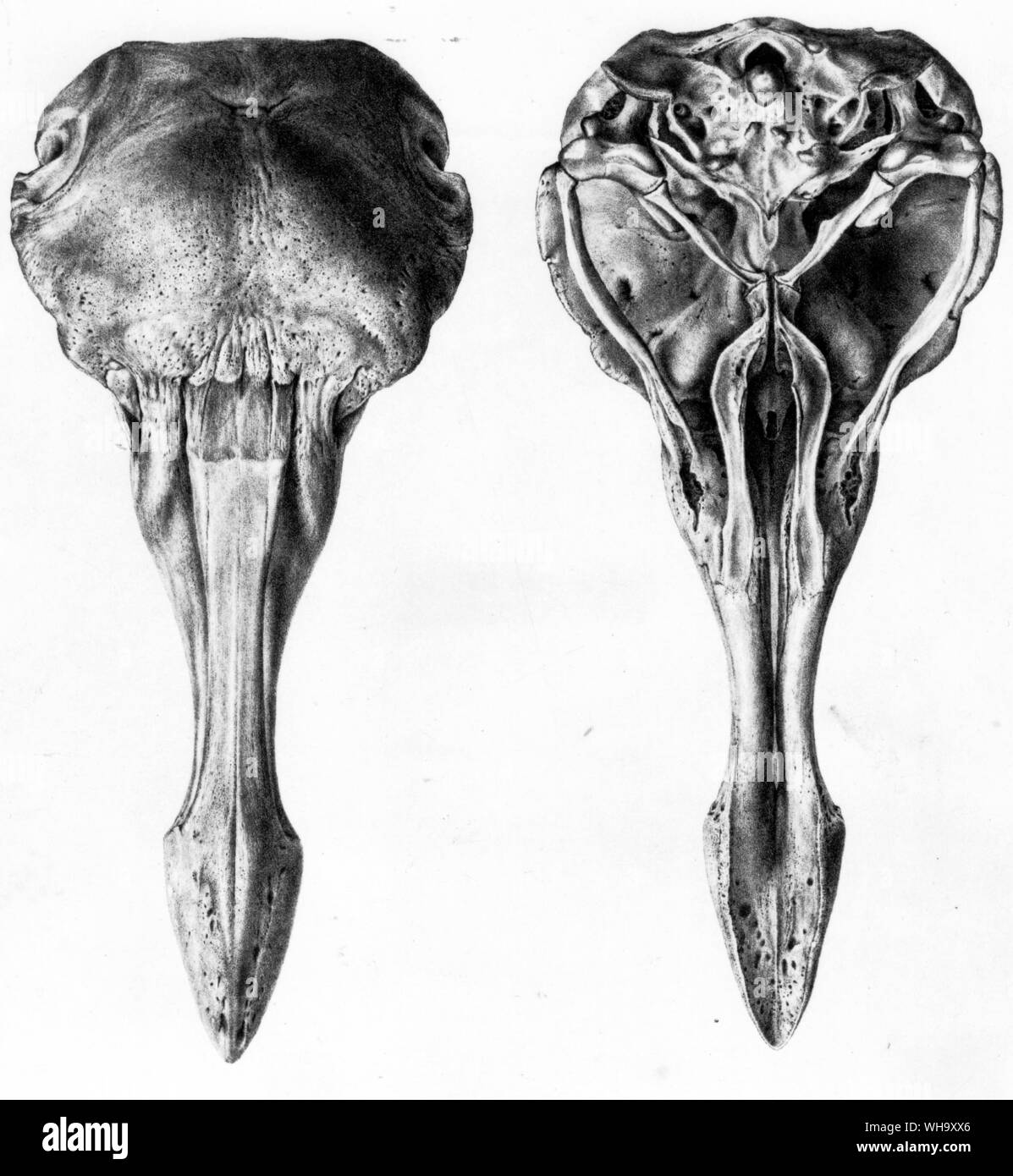 Dodo Schädel von Oben und Unten. Lithographien von SEINER EXZELLENZ Strickland und A.G. Melville der Dodo und seine Verwandtschaft (London, 1848) - Länge der Vogel 100 cm (3 ft 3 in.) Stockfoto