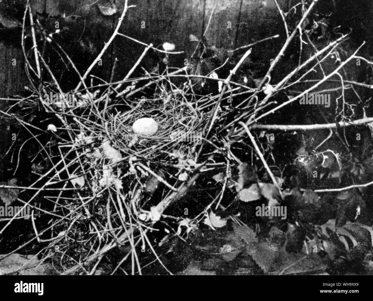 Nest und Ei der Passenger Pigeon - Länge der Vogel 40cm (16 in) Stockfoto