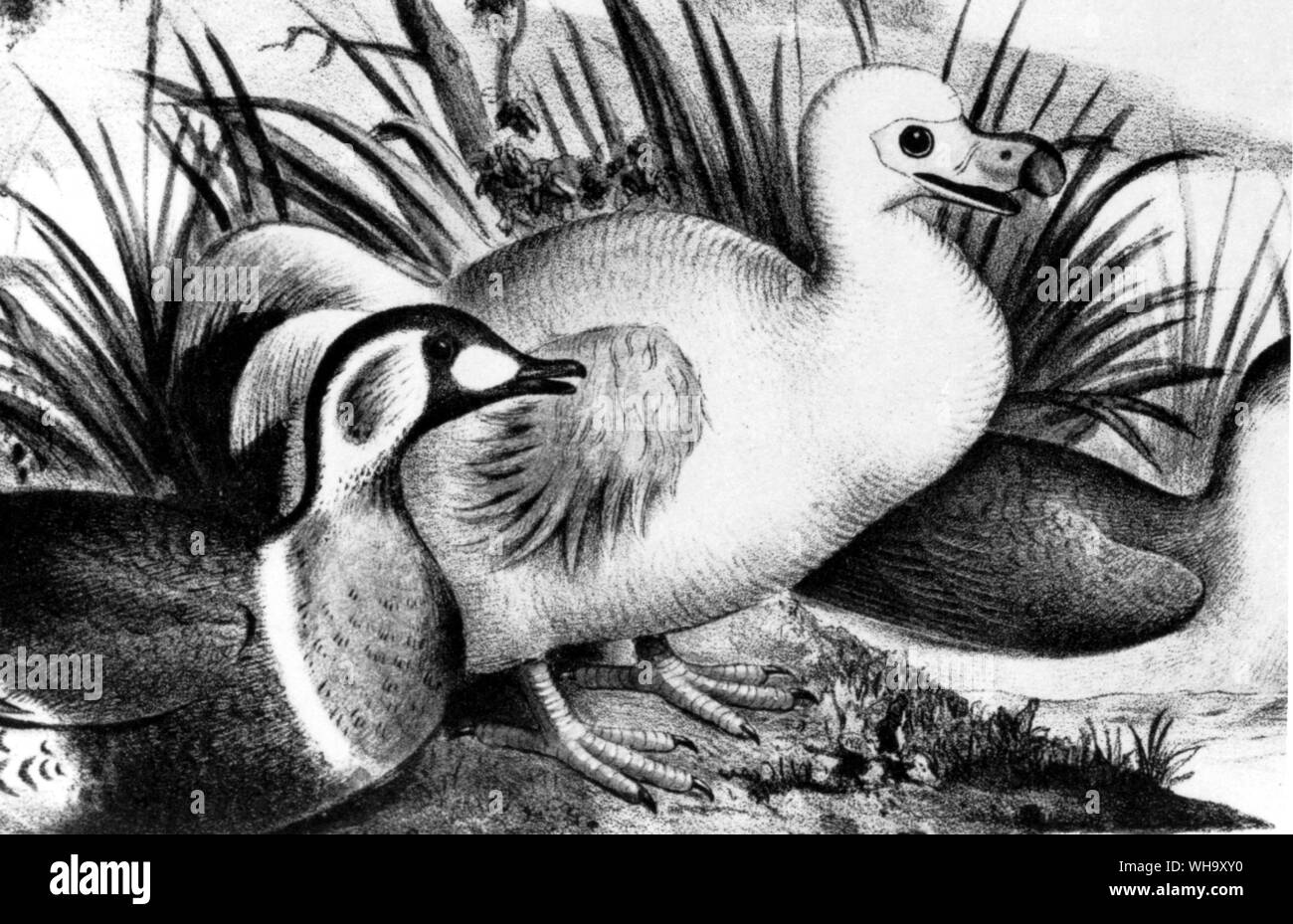 Weiß Dodo und andere Vögel. Aquarell von Das siebzehnte Jahrhundert die niederländischen Künstler Pieter Witthoos, die früher in der Sammlung von Walter Rothschild Stockfoto