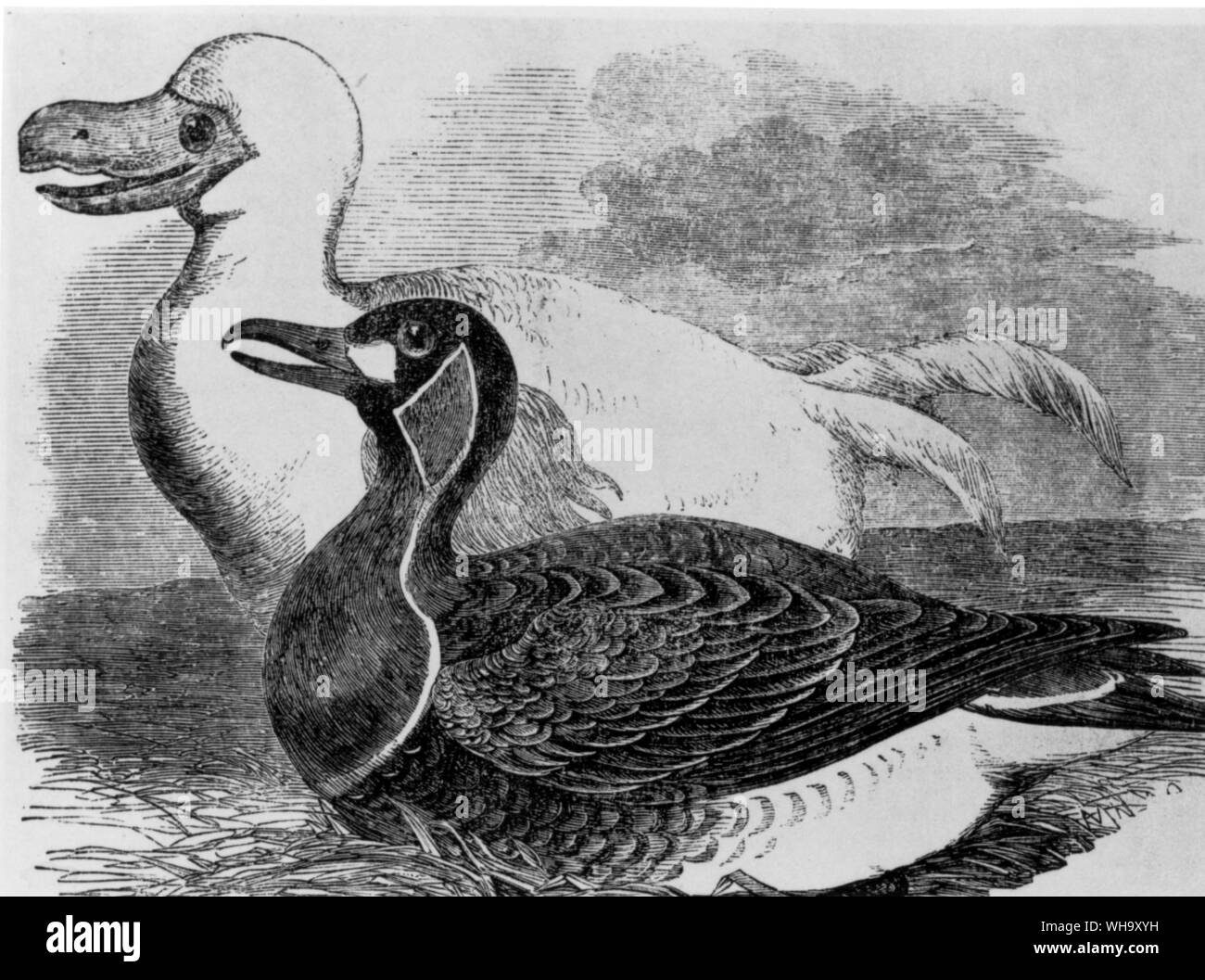 Peter Witthous's White Dodo. Gravur von einem Aquarell (Aufenthaltsort unbekannt) in der Illustrated London News, 20. September 1856. Länge der Vogel 100 cm (3 ft 3 in.) Stockfoto