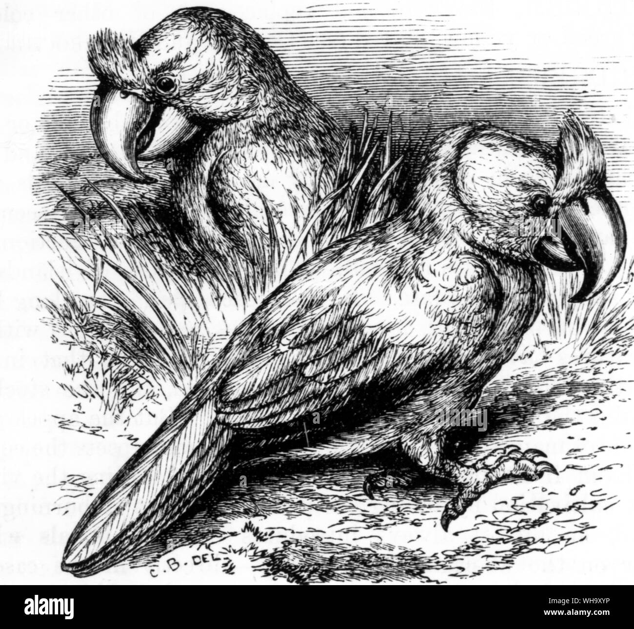 Anpassung der Zeichnung eines breiten-billed Papagei in das Manuskript von Wolphart Harmanszoon's Journal (c.1601) in der bibliotheek der Rijksuniversiteit Utrecht. Länge der Vogel 70cm (28 in) Stockfoto