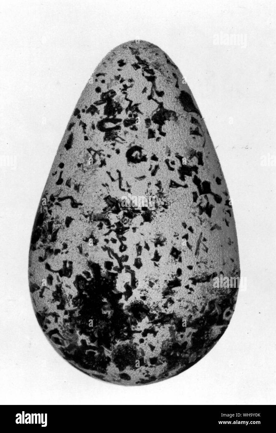 Eier der Riesenalk (halber natürlicher Größe). Lithographien in S. trauern Der Riesenalk oder Garefowl (Edinburgh, 1885). Stockfoto