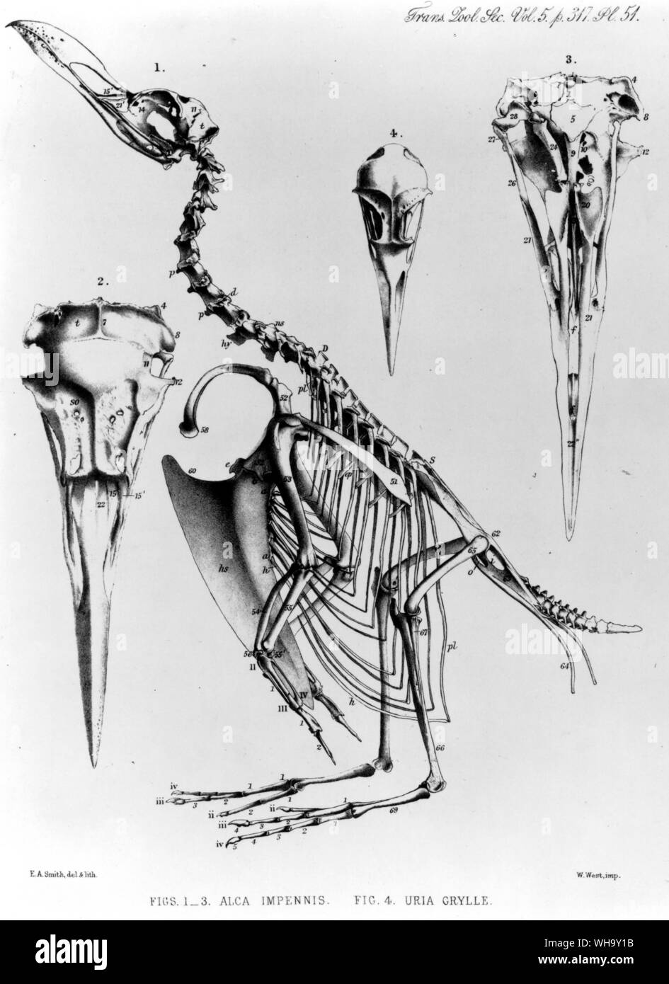 Skelett und Schädel eines Riesenalk zusammen mit den viel kleineren Schädel eines Guillemot. Durch E. A. Smith von den Transaktionen der Zoologischen Gesellschaft von London Lithographie. Vol. 5 (1865). Länge der Vogel 75 cm (30 in) Stockfoto