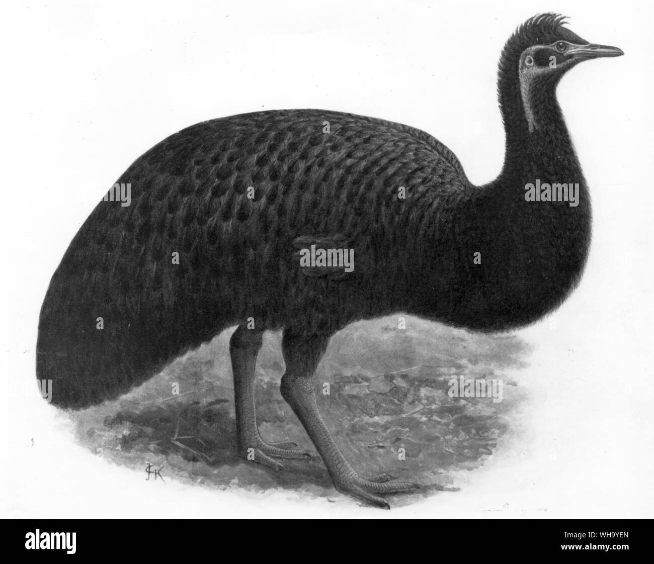 Kangaroo Island Emu? Chromolithograph nach einem Gemälde von J.G. Keulemans, von W. Rothschild Extincs Birs (London, 1907), Pl.40, mit freundlicher Genehmigung von Herrn Hon. Miriam Rothschild Stockfoto