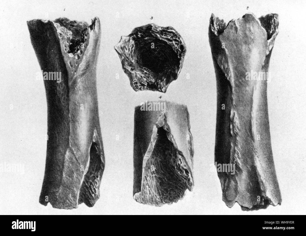 Der Regel Knochen - 15 cm (6 in) langen Fragment aus dem Englischen Anatom Professor Richard Owen abgeleitet, dass gigantische flugunfähige Vögel einmal bewohnt Neuseeland. Aus den Transaktionen der Zoologischen Gesellschaft von London, Bd. 3 (1842 Lithographie) Stockfoto