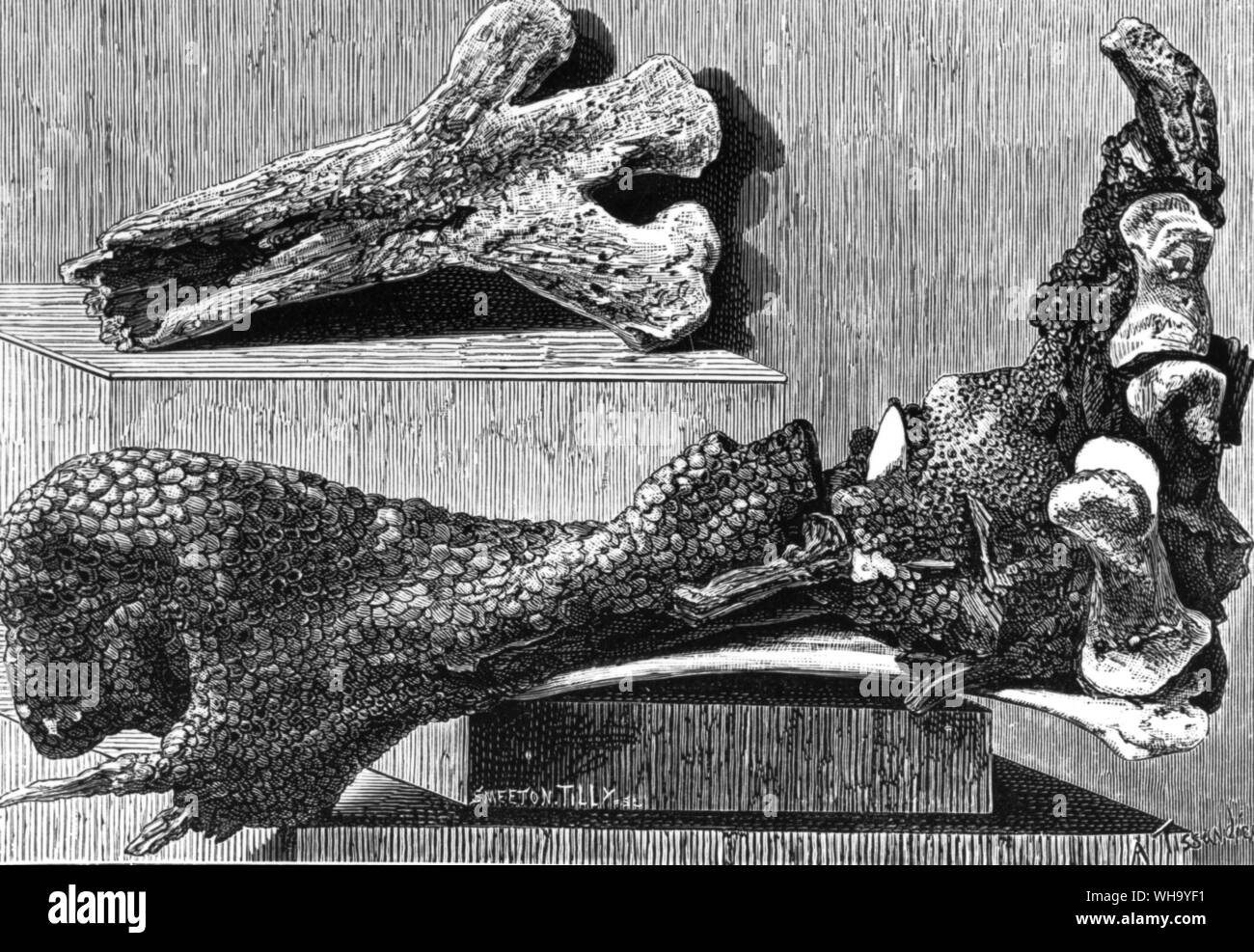 Rechten Fuß eines moa vor 1874 in einem ungewöhnlich guten Erhaltungszustand entdeckt in einem Riss unter micaschist Felsen, KNORRIGE reicht, Otago, Neuseeland. Gravur von W.L. Buller "Geschichte der Vögel Neuseelands. ol. 1 (London 1887-8) Stockfoto